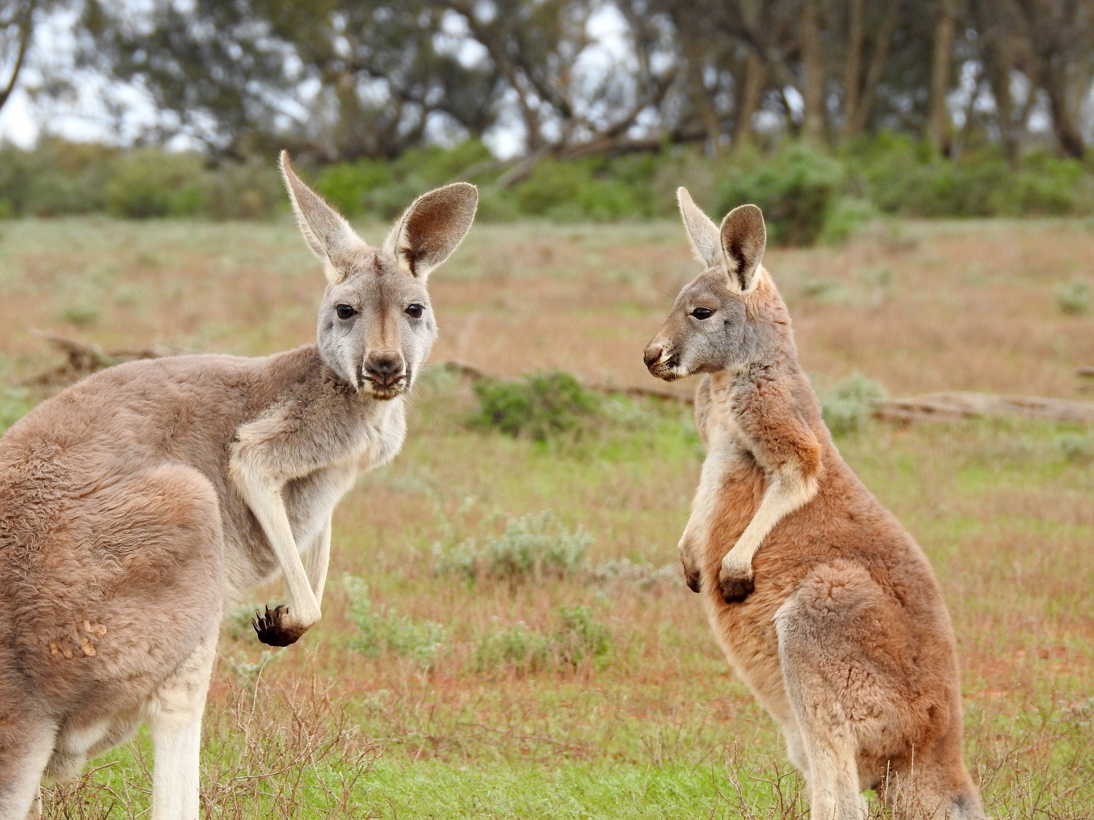 Kangaroo Animal Australia Wildlife Marsupial 2200x1650