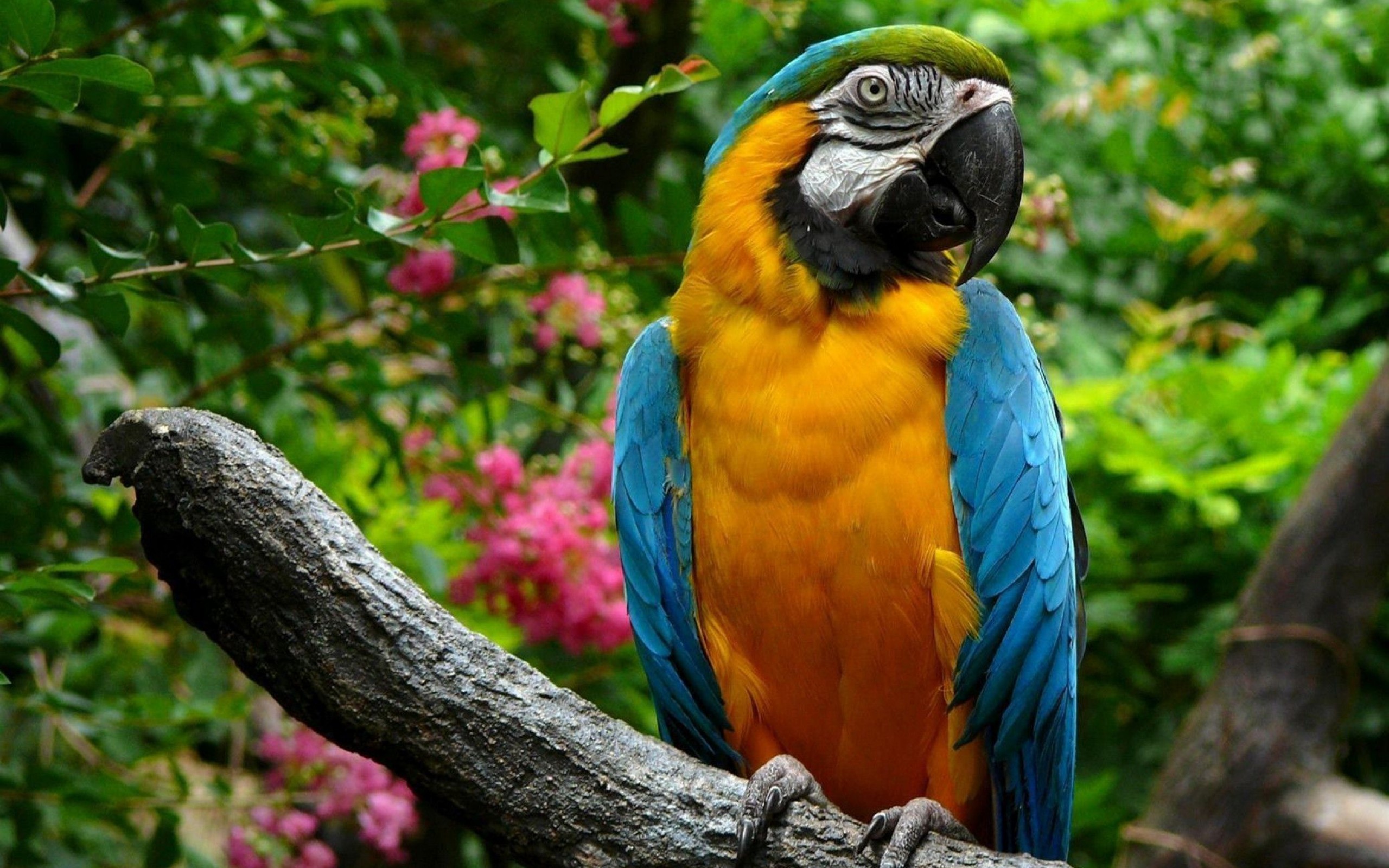 Parrot Birds Macaws Nature 2560x1600