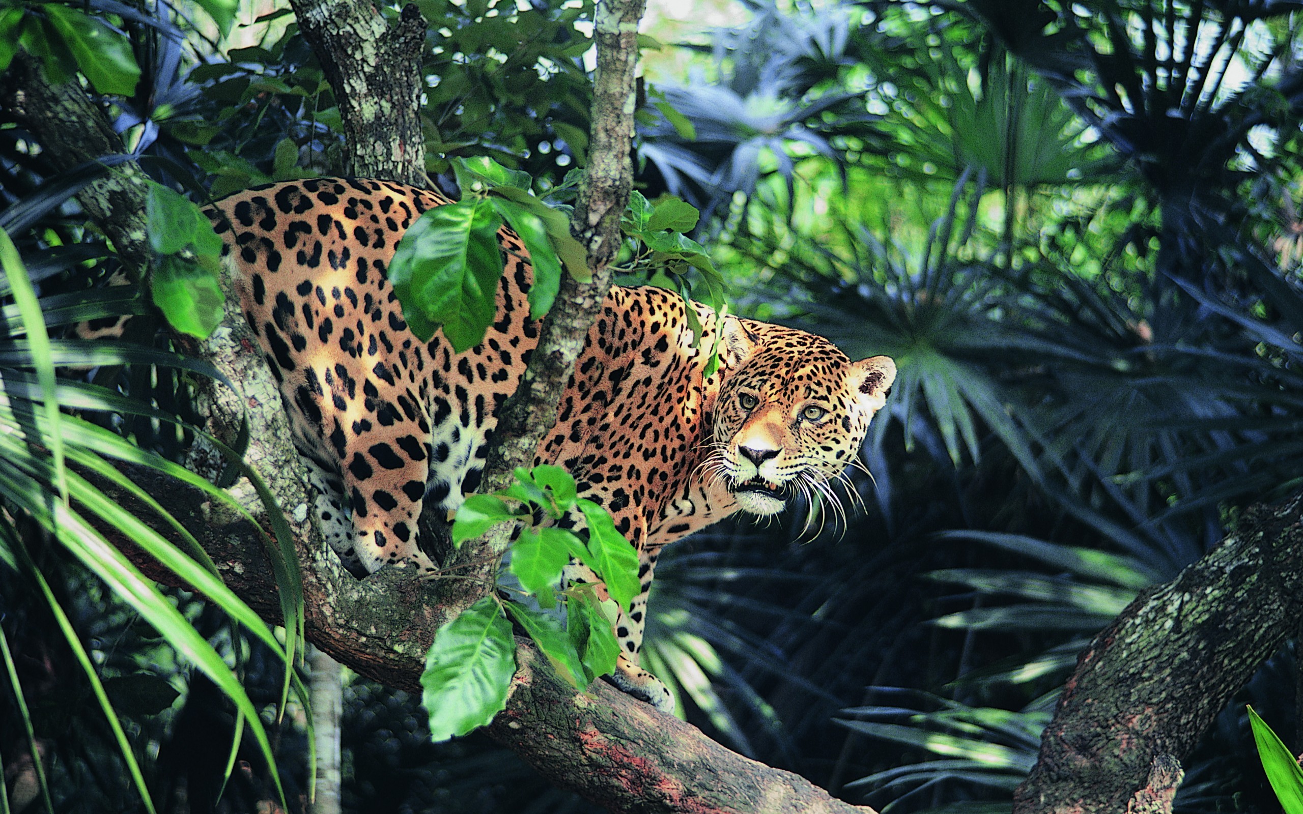 Jaguar Animals Wild Cat 2560x1600