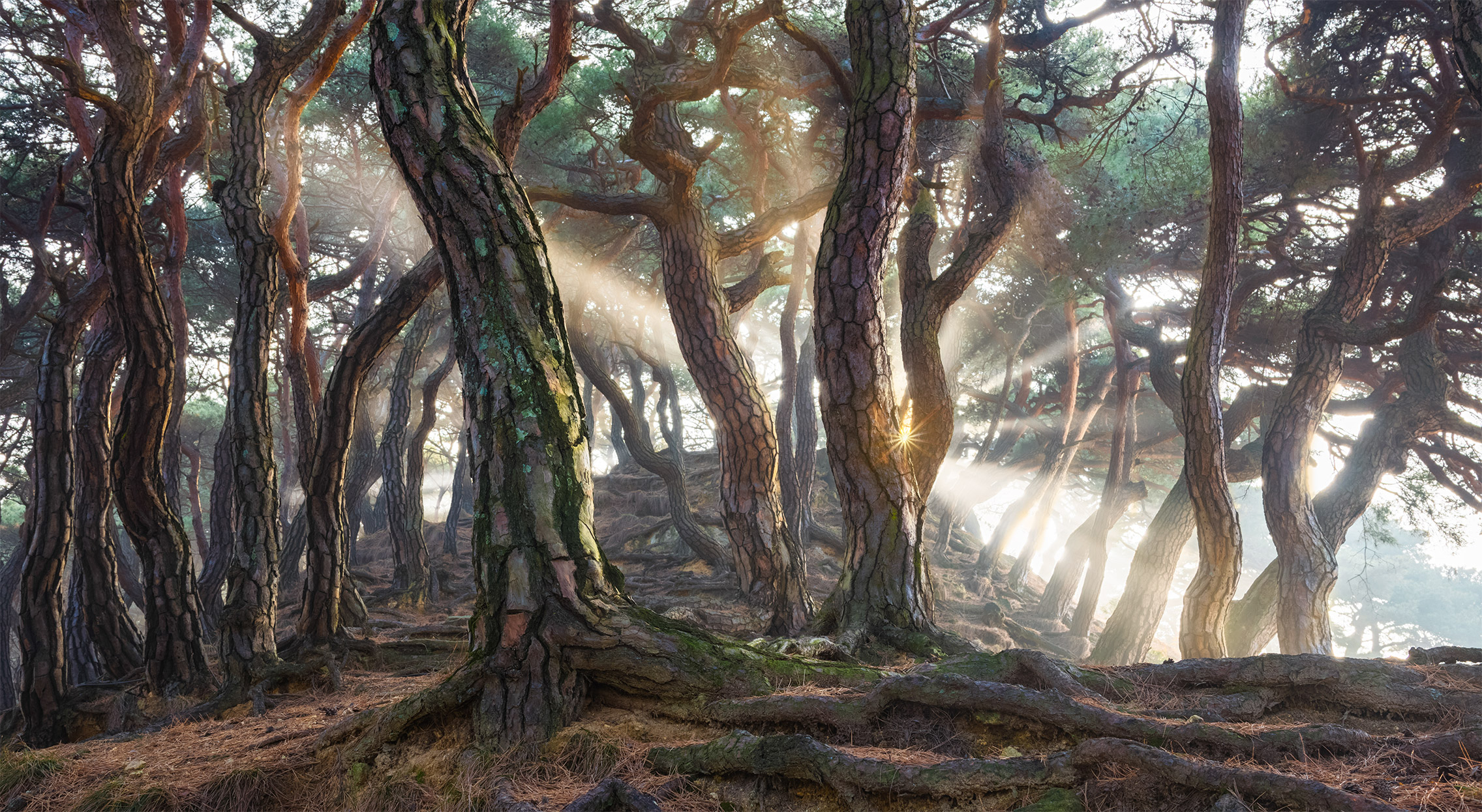 Nature Landscape Trees Branch Wood Forest Sun Sun Rays Jaeyoun Ryu 2272x1246