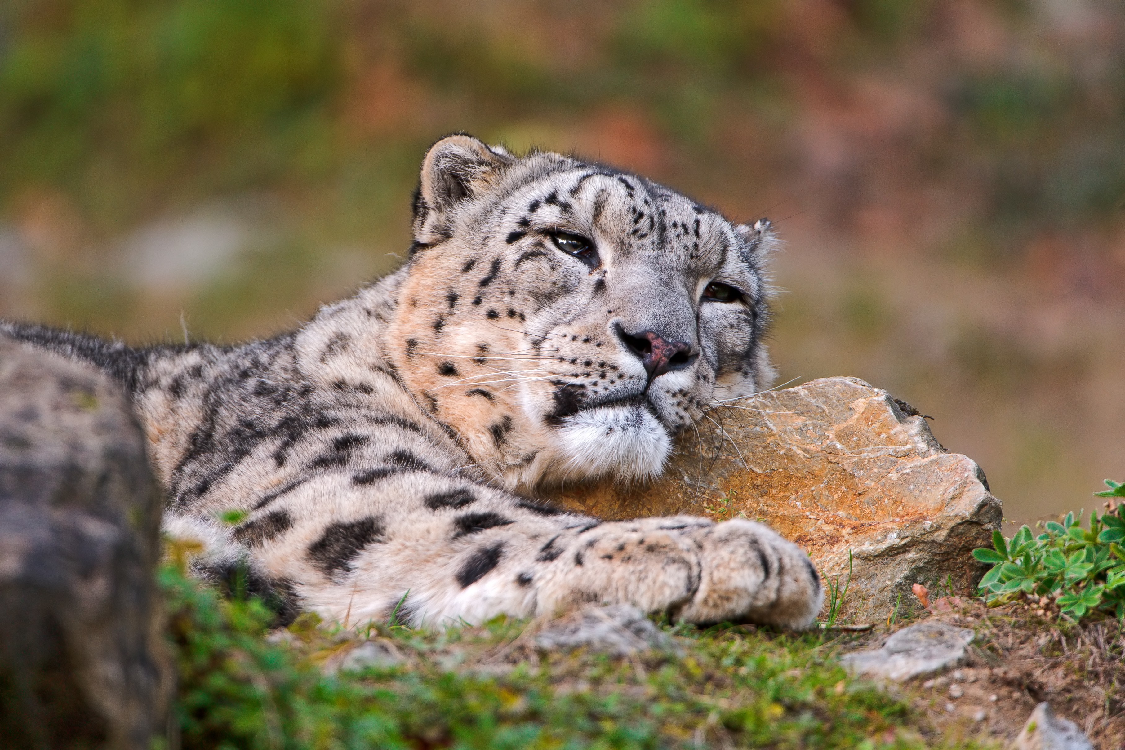 Snow Leopards Leopard Animal Big Cats Animals Mammals 3628x2419