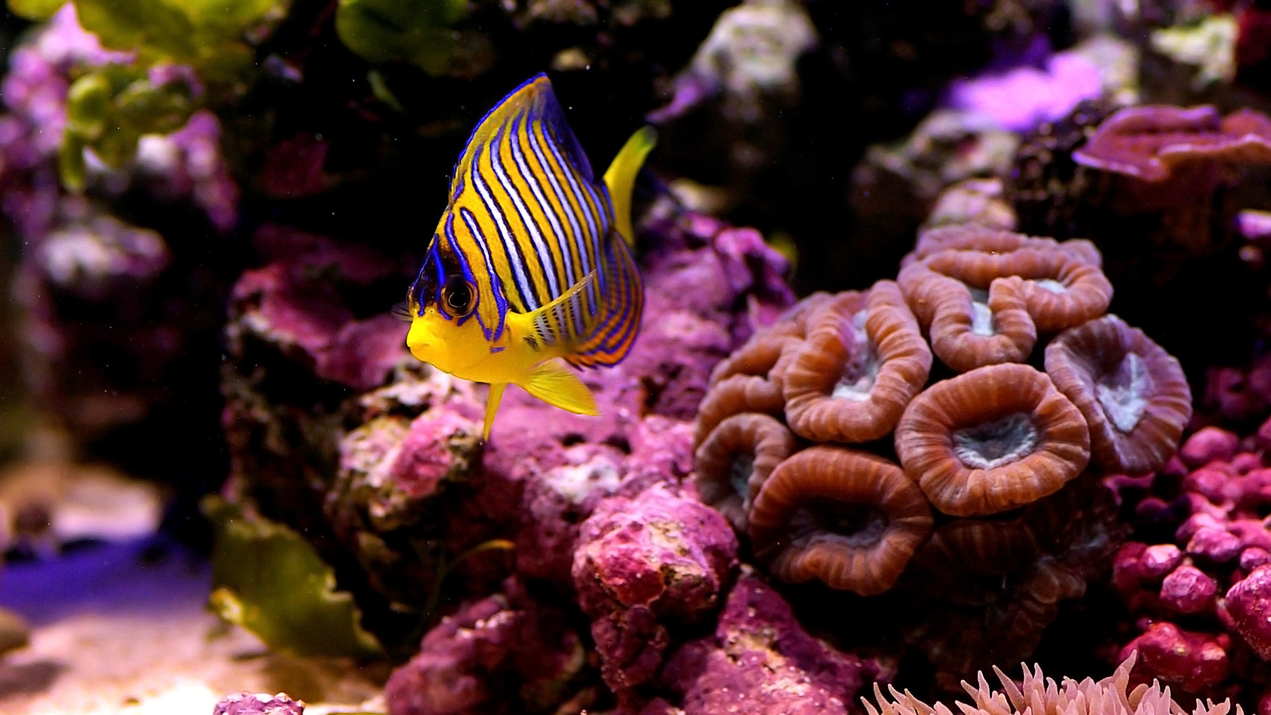 Fish Tropical Fish Underwater 2560x1440
