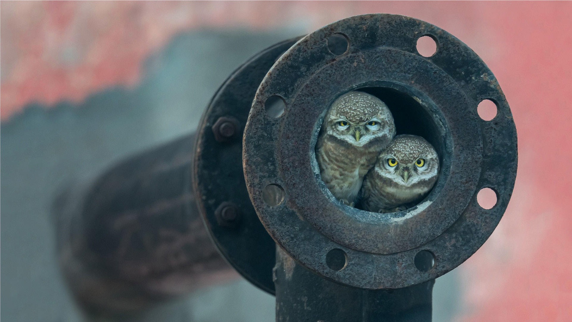 Nature Birds Owl Photography Rust Screws Circle Pipe Depth Of Field 1920x1080
