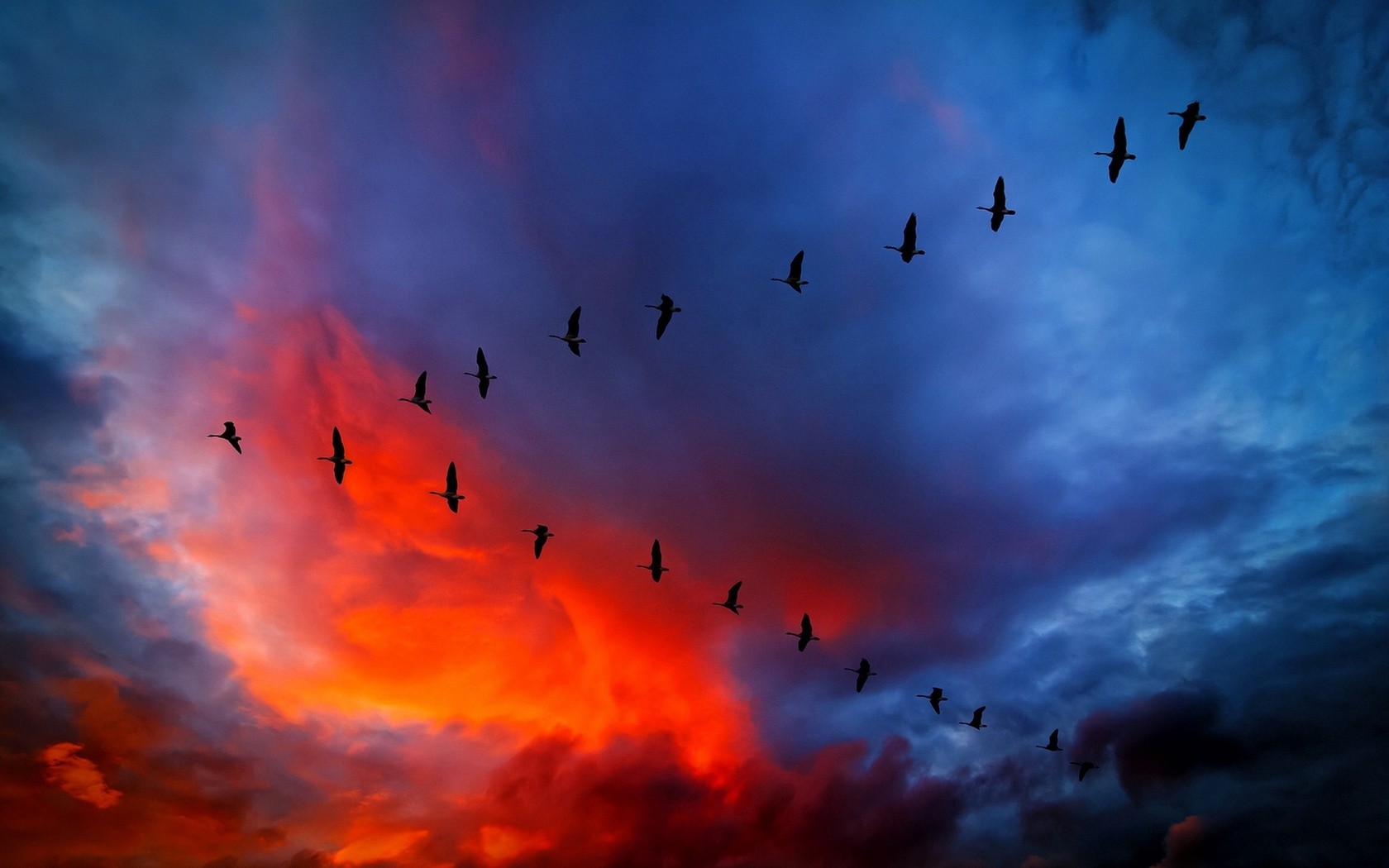 Sky Sunset Birds Geese Animals 1680x1050