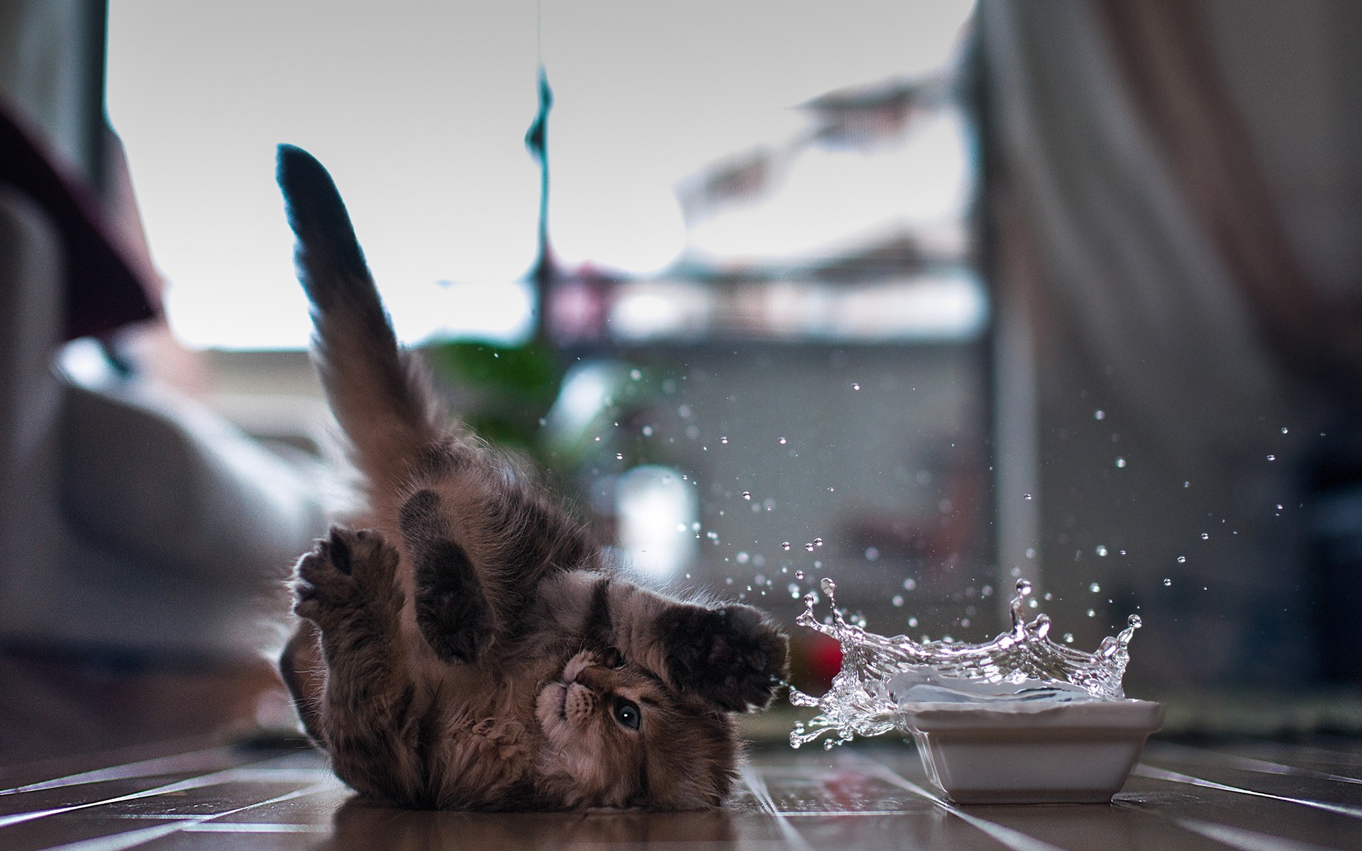 Cats Ben Torode Splashes Water Animals 1920x1200