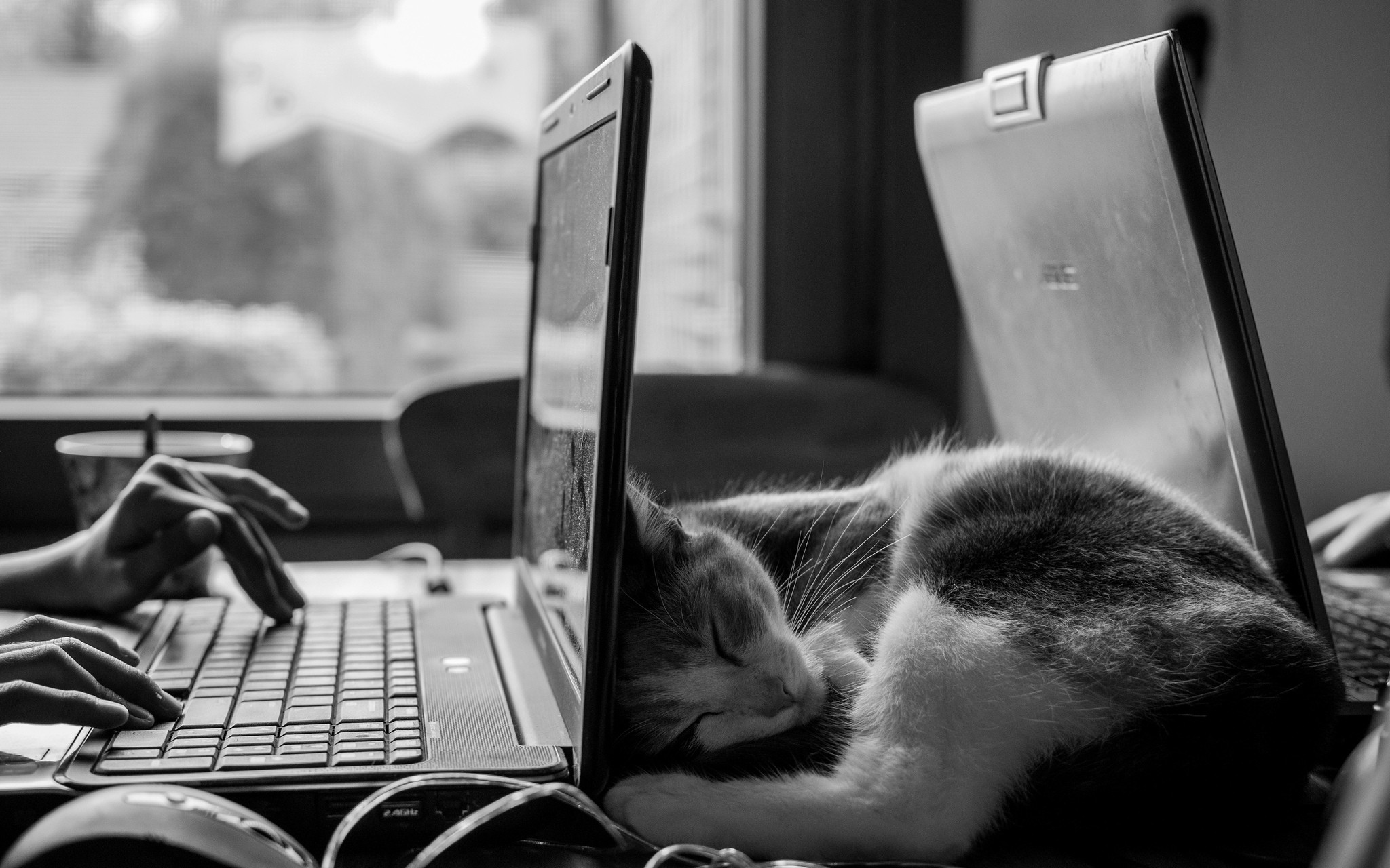 Monochrome Cats Desk Laptop Sleeping ASUS Work Peace 2048x1280