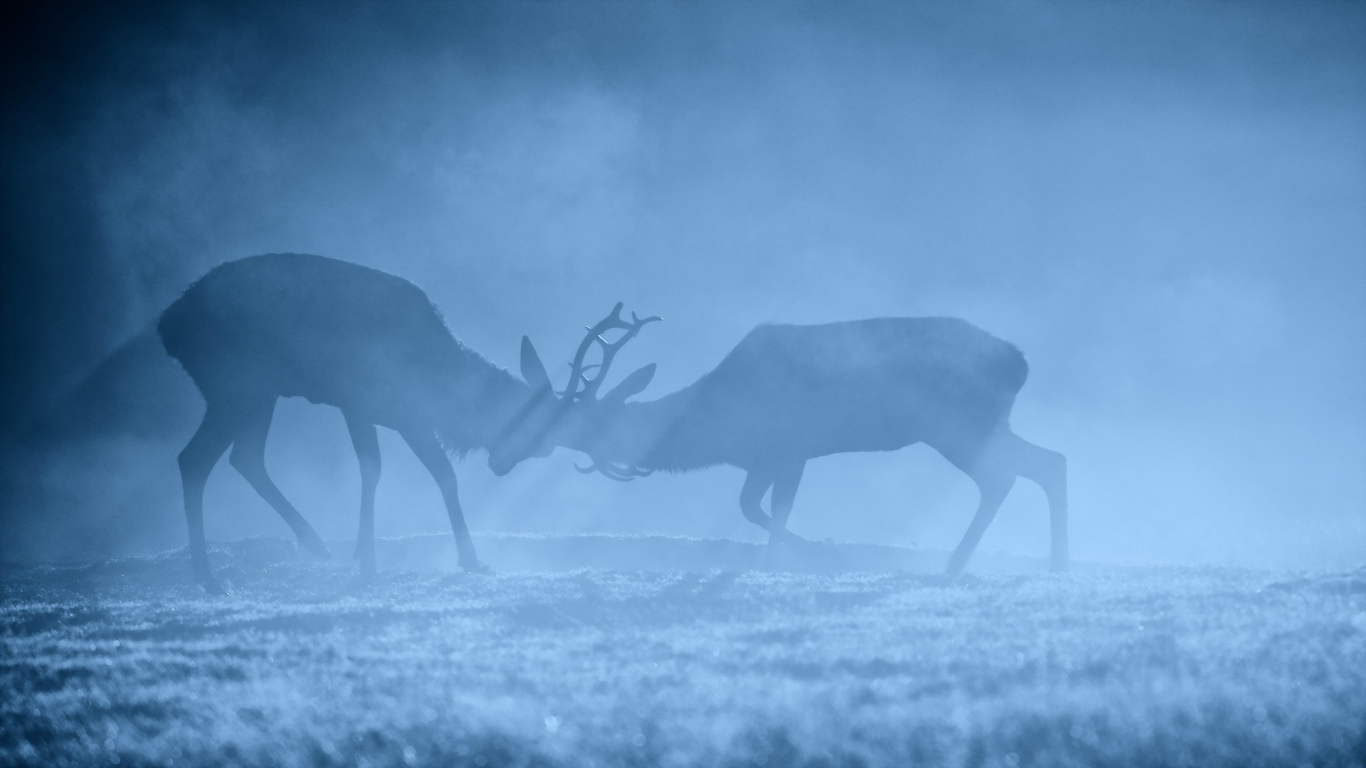 Animals Deer Mammals Blue Mist Wildlife Stags 1920x1080