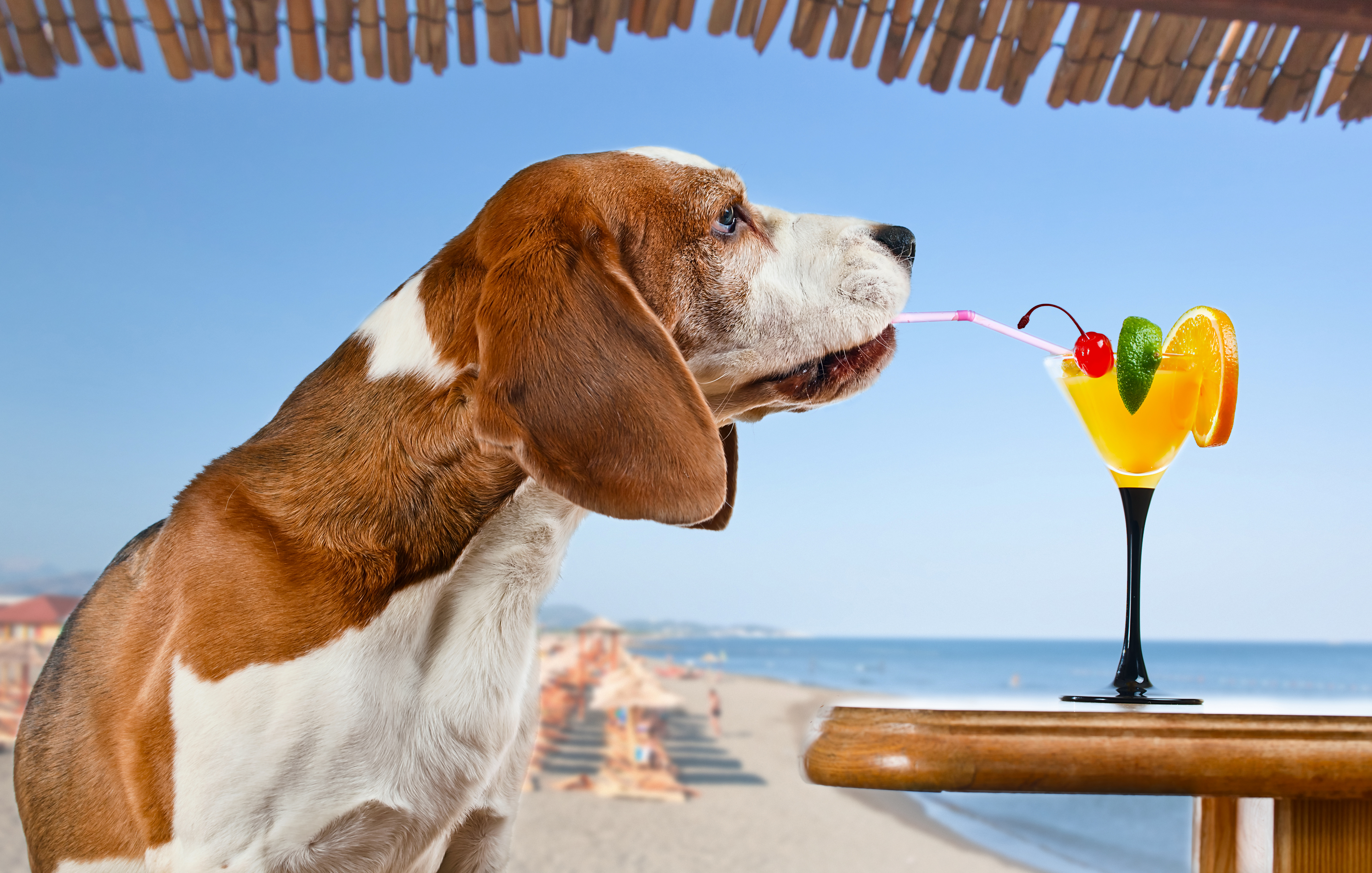 Basset Hound Dog Summer Cocktail 5616x3575