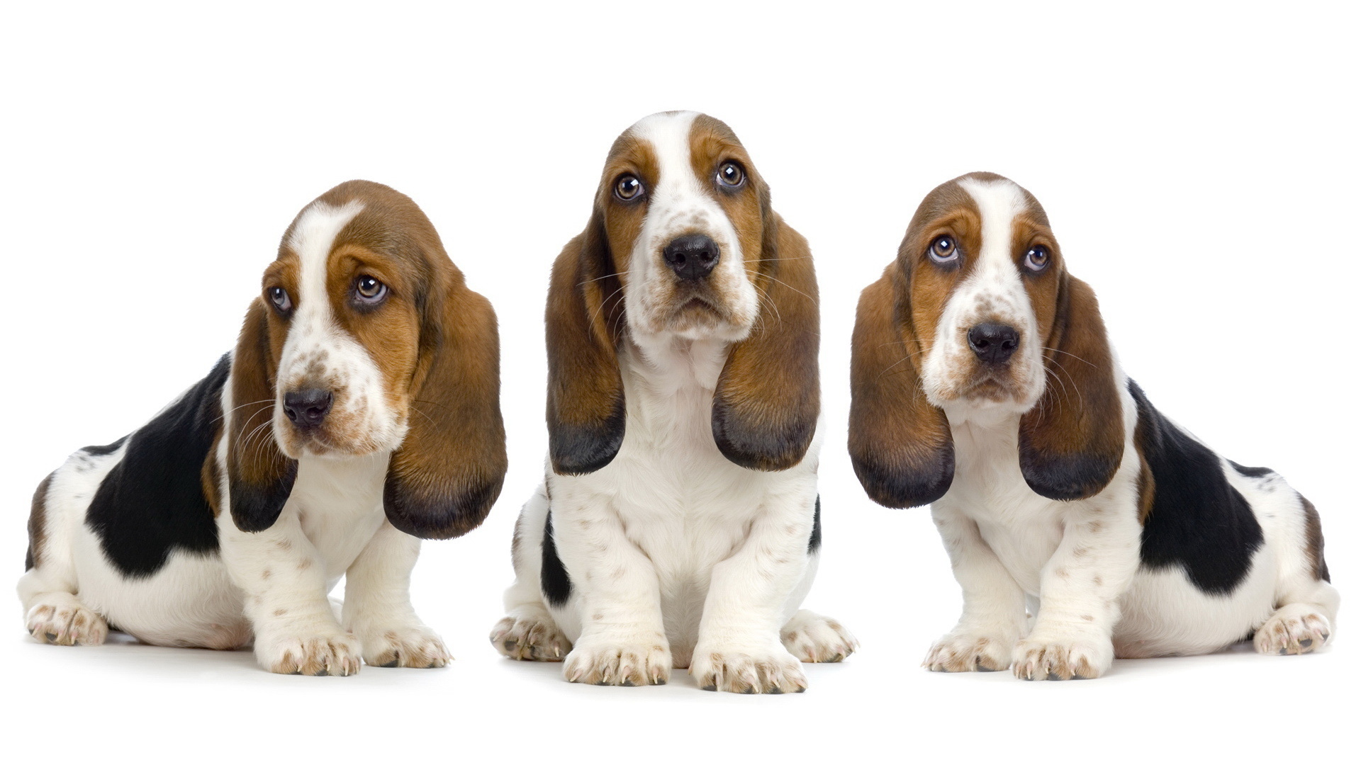 Animal Basset Hound 1920x1080