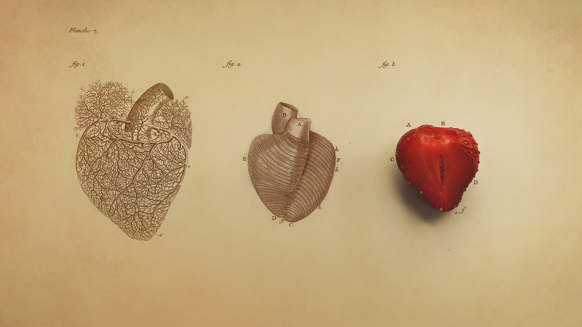 Heart Digital Art Minimalism Simple Simple Background Organs Heart Drawing Vintage Veins Text Fruit  1920x1080