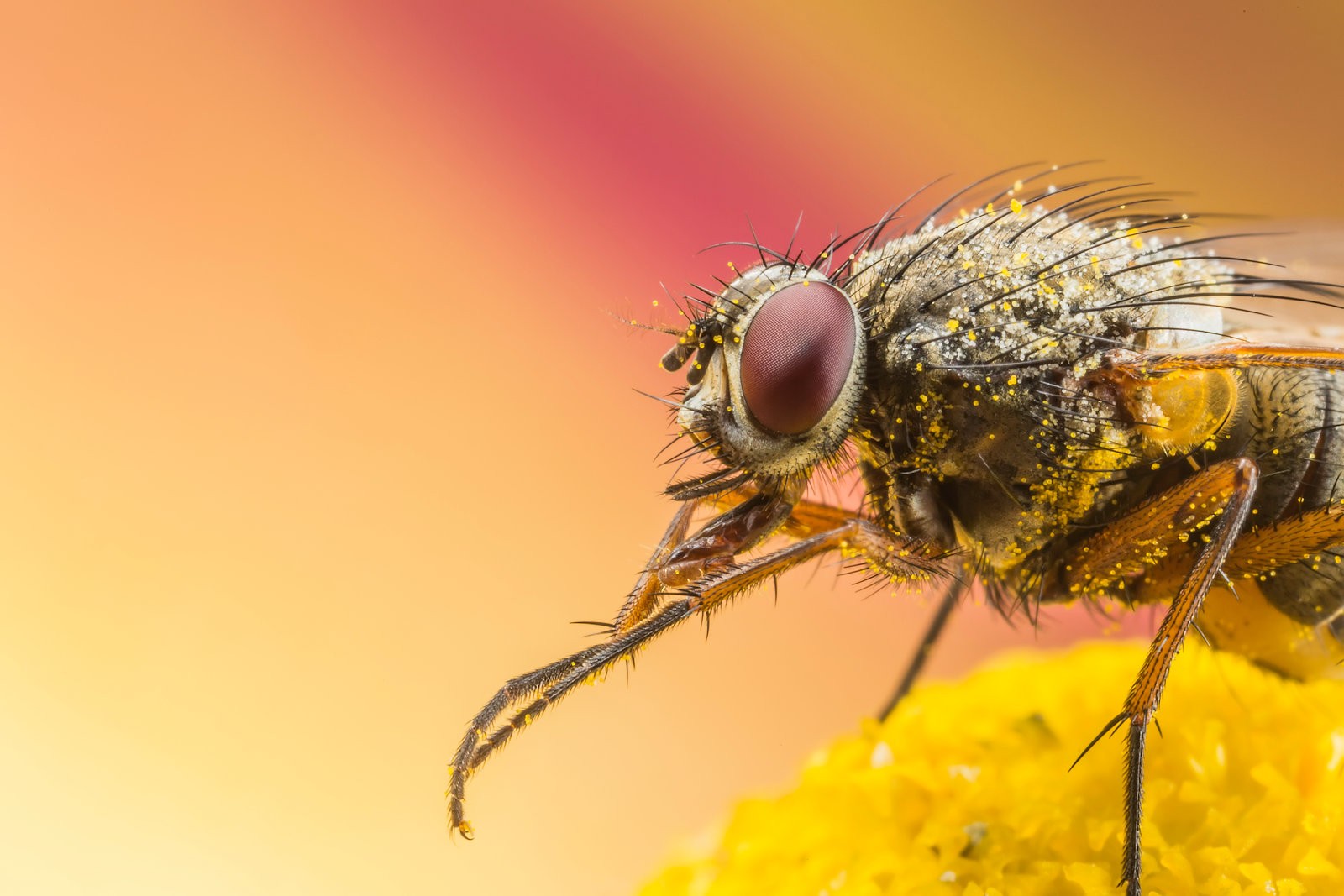 Macro Animals Fly Pollen 1600x1067