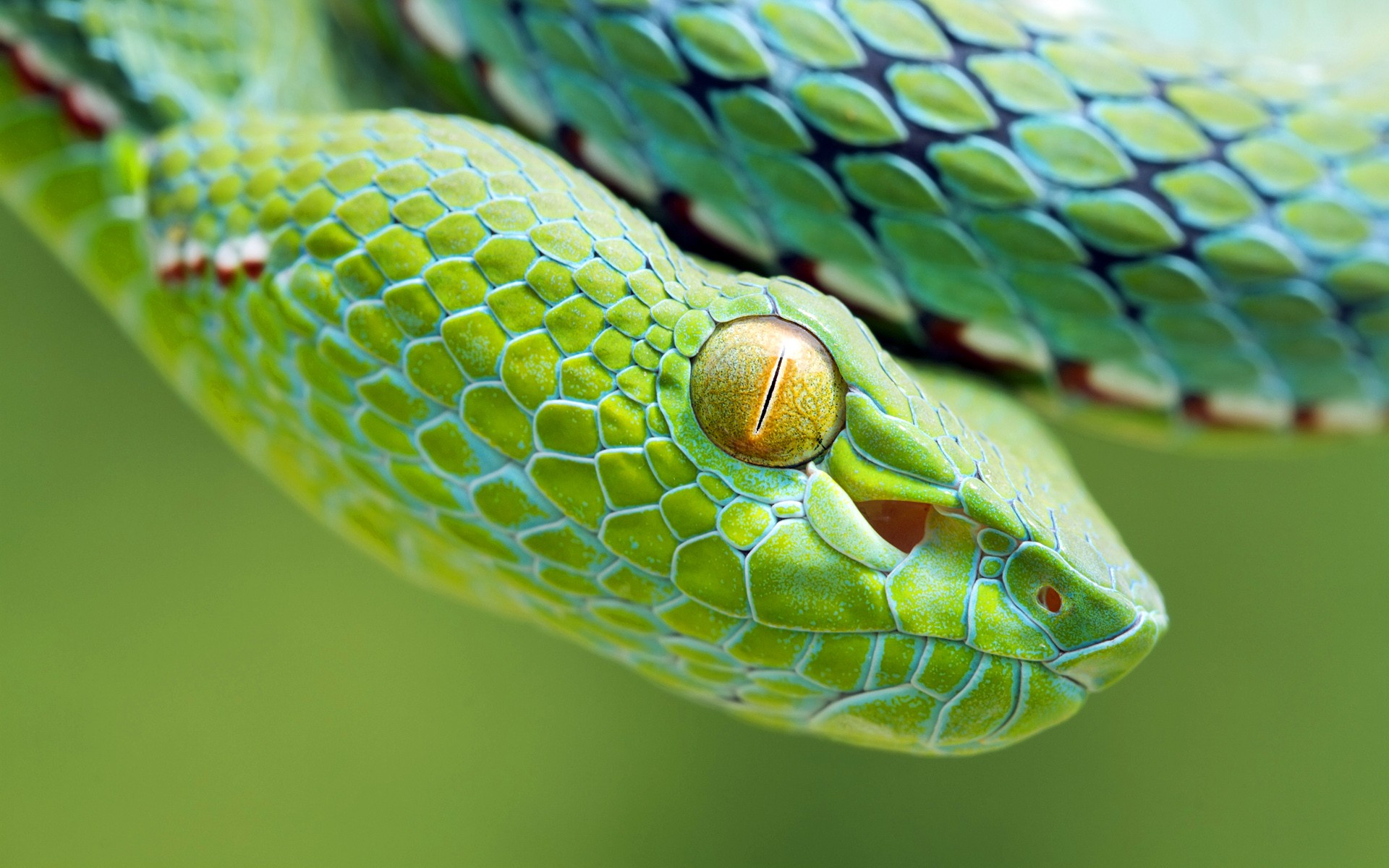 Animals Reptiles Vipers Green Vibrant Yellow Eyes Scales Snake Serpent 1920x1200