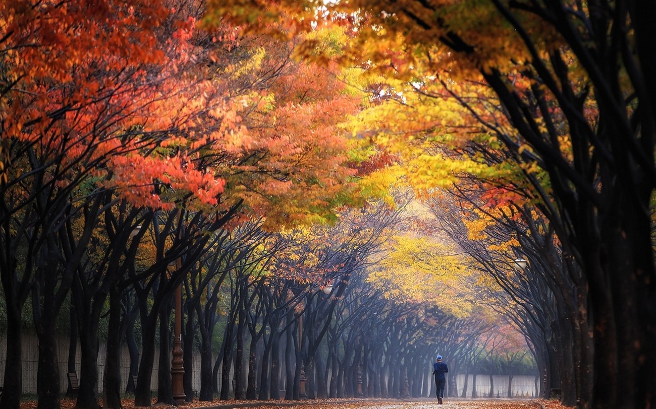 Nature Landscape Morning Fall Trees Park Colorful Sunbeams Mist Running Tunnel Leaves 1300x812