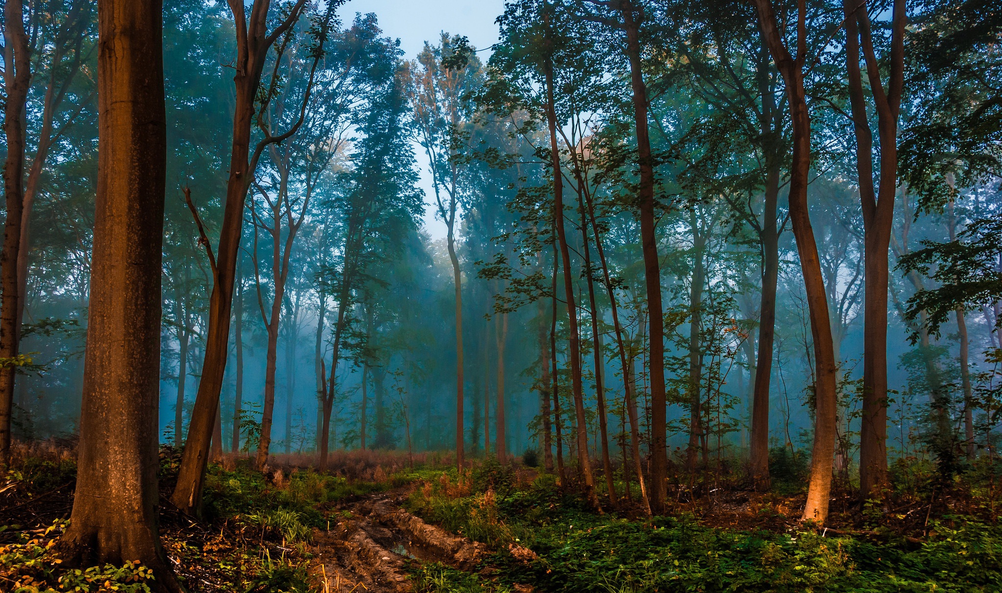Forest Nature Trees Depth Of Field Mist Peacefull 2048x1213