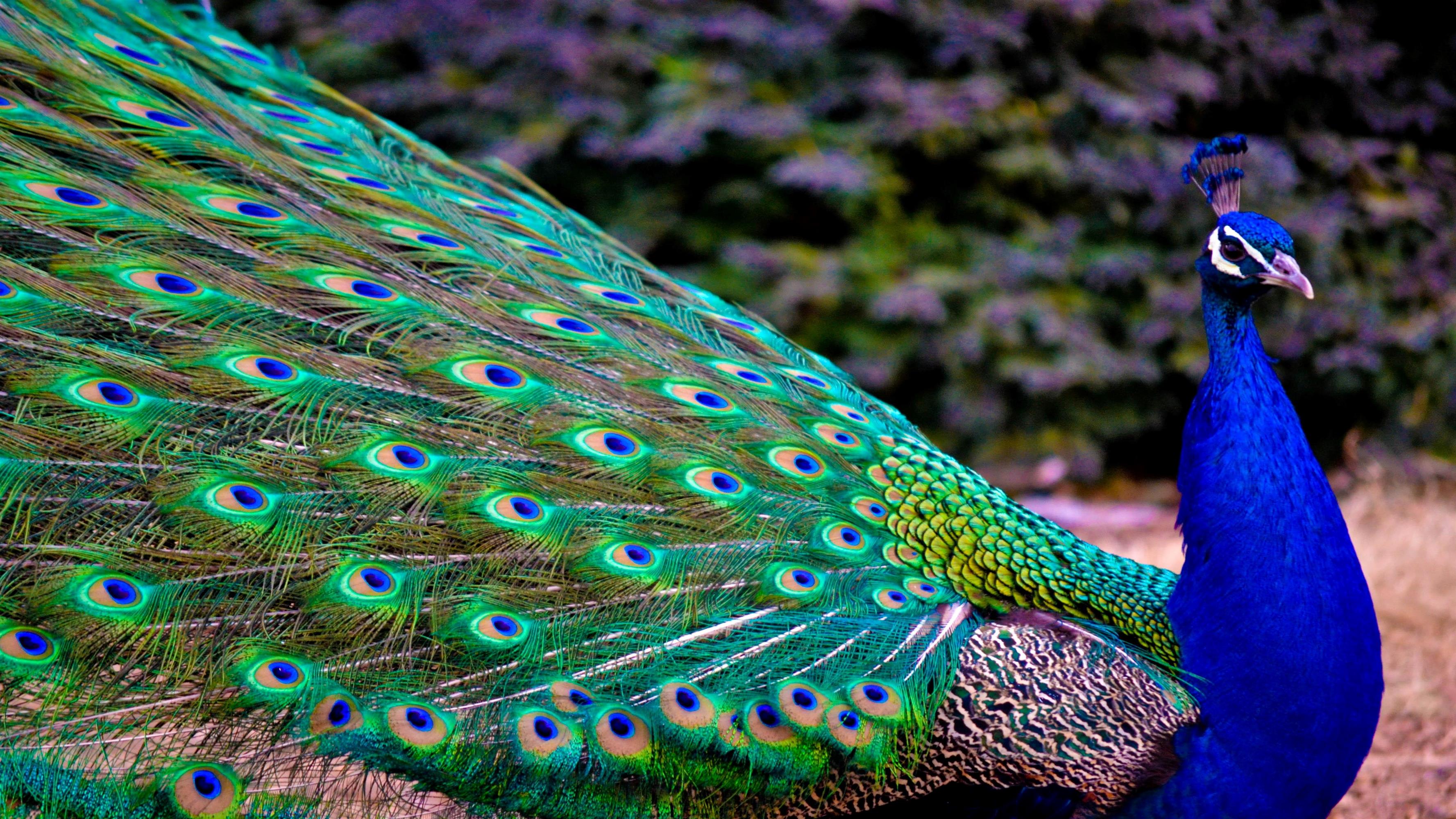 Animal Peacock Bird Peafowl Colorful Close Up 3554x1999