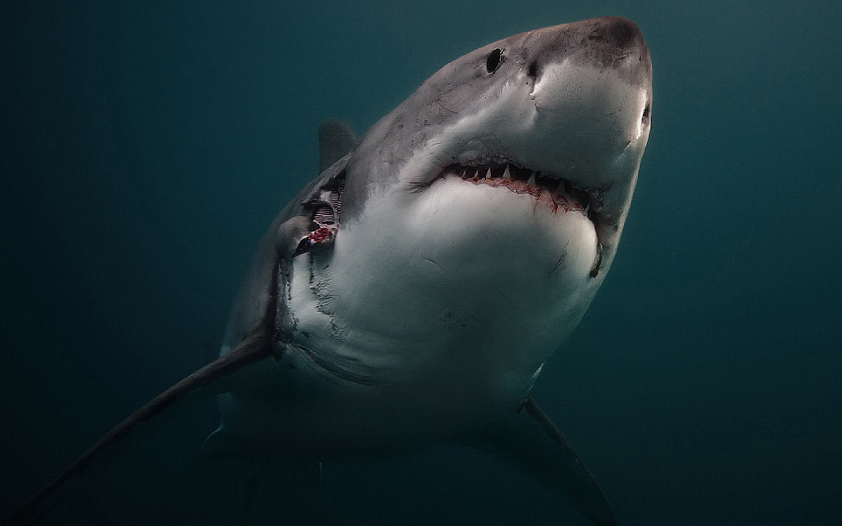 Animal Great White Shark 1680x1050