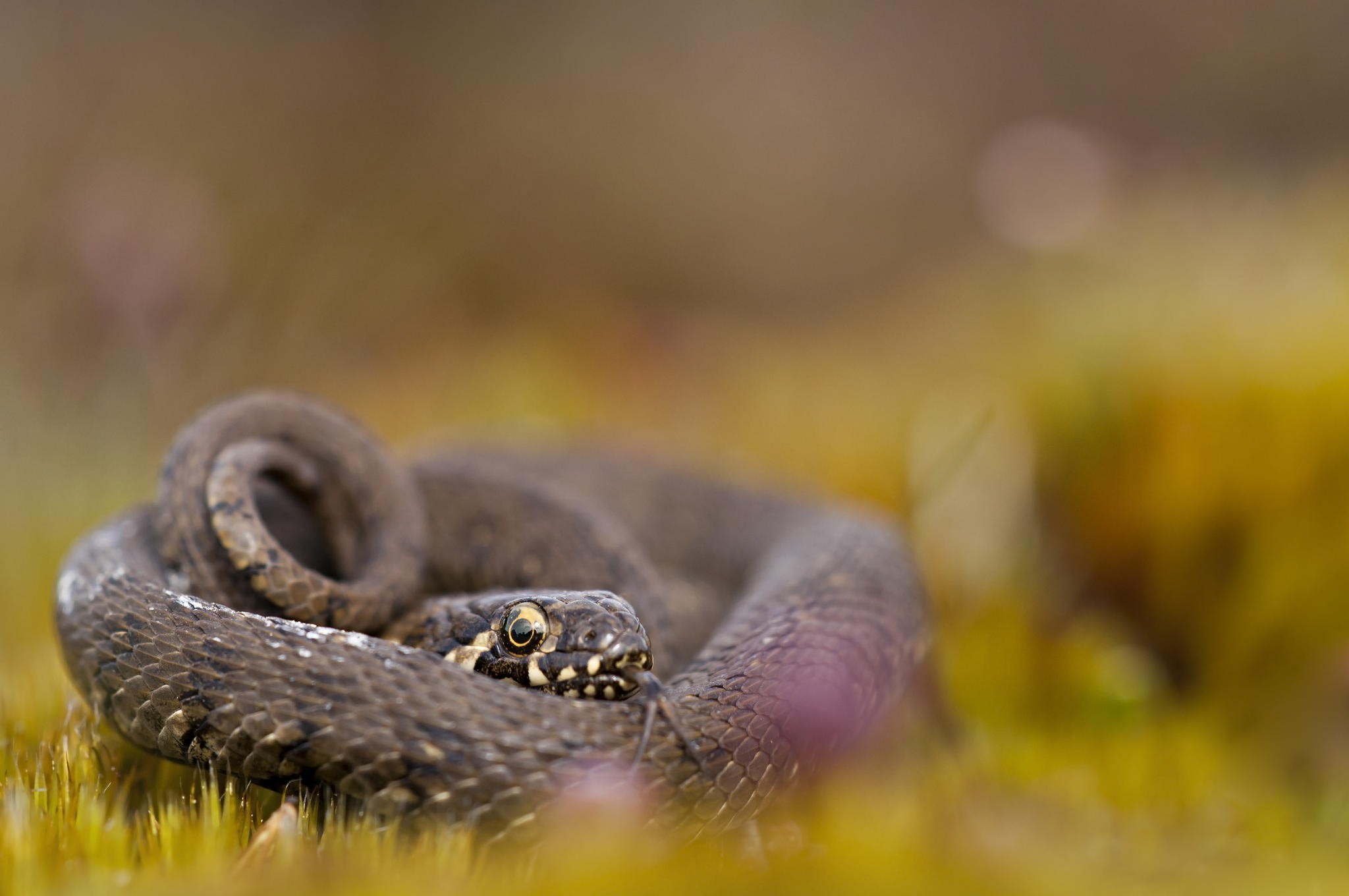 Photography Nature Macro Snake Depth Of Field Grass Rest Bokeh Reptiles 2048x1360