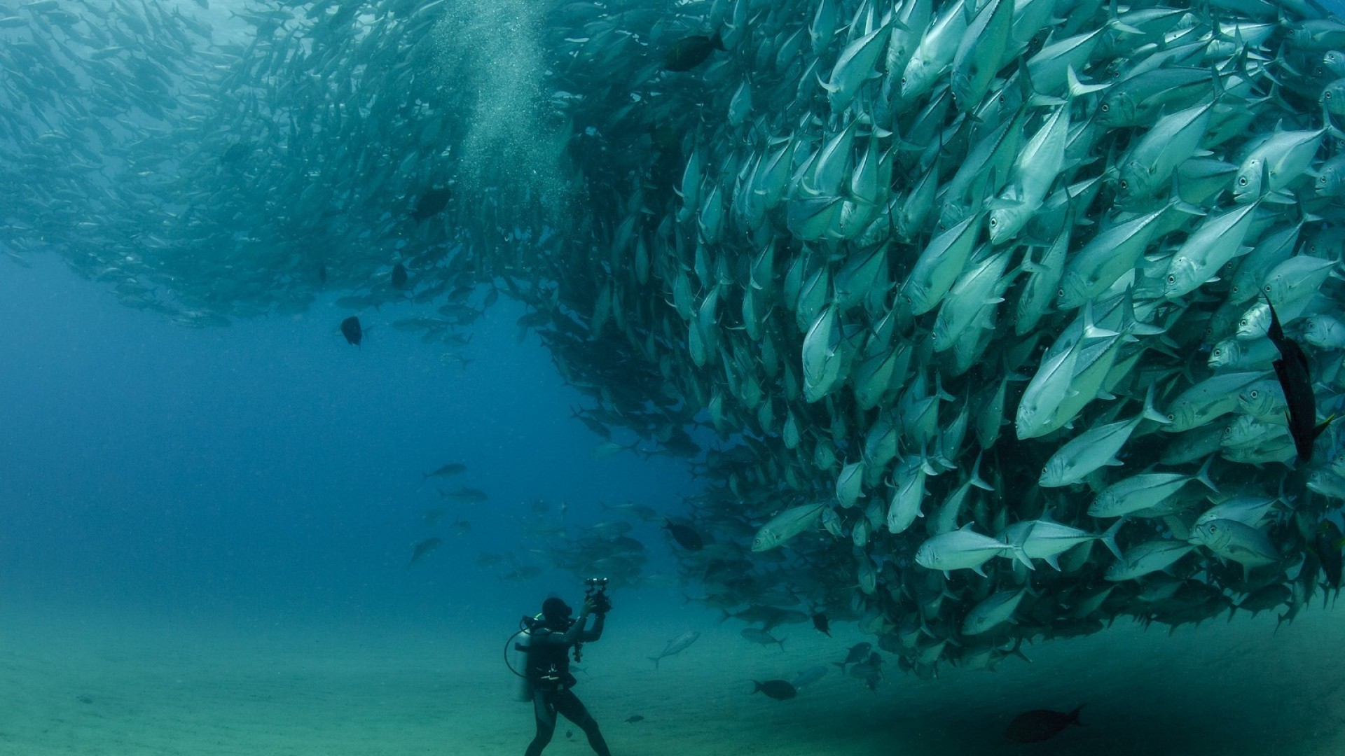 Sea Sea Fish Photography Animals Scuba Diving Nature Underwater Turquoise 1920x1080