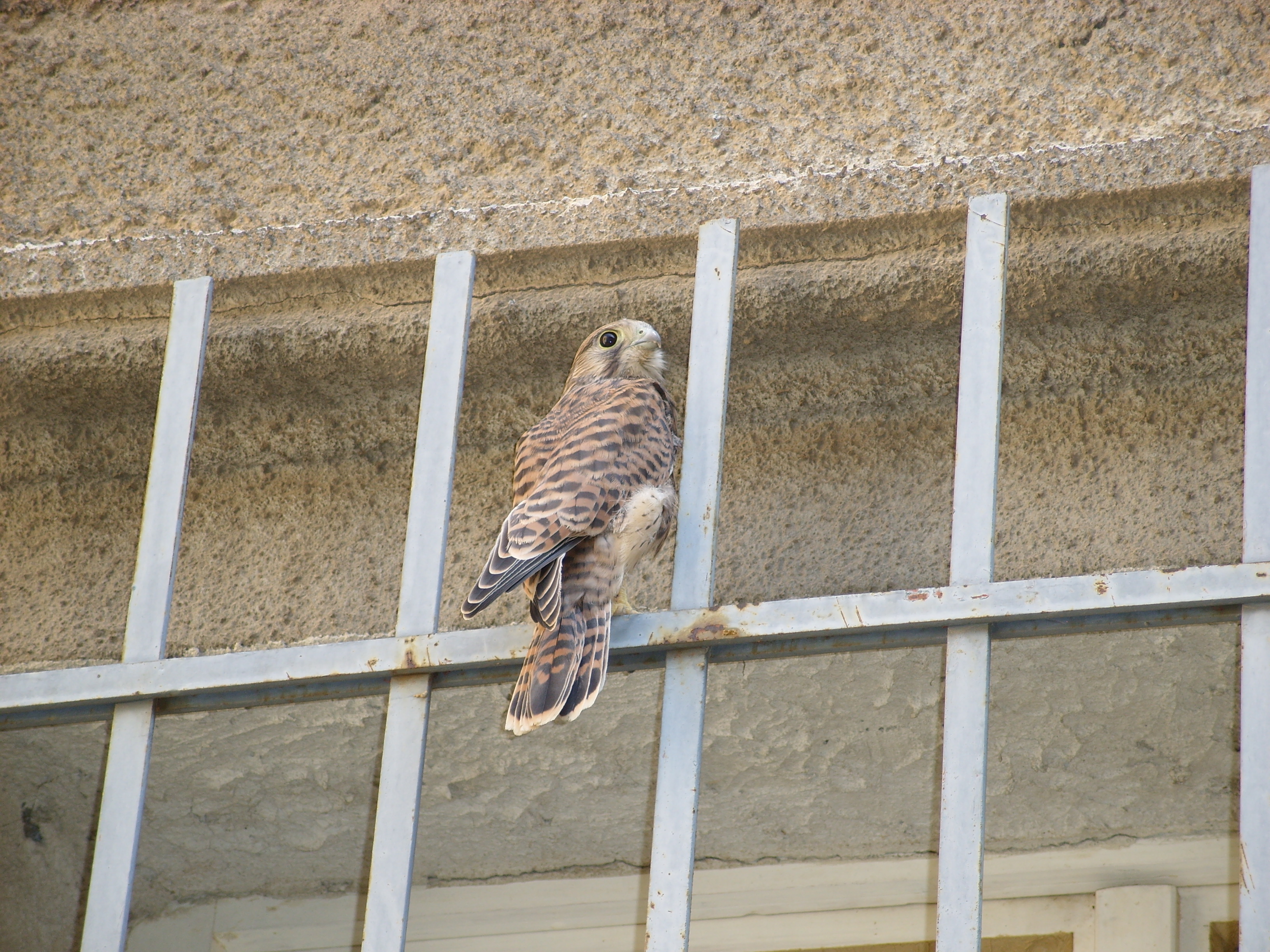 Kestrel Bird 3264x2448