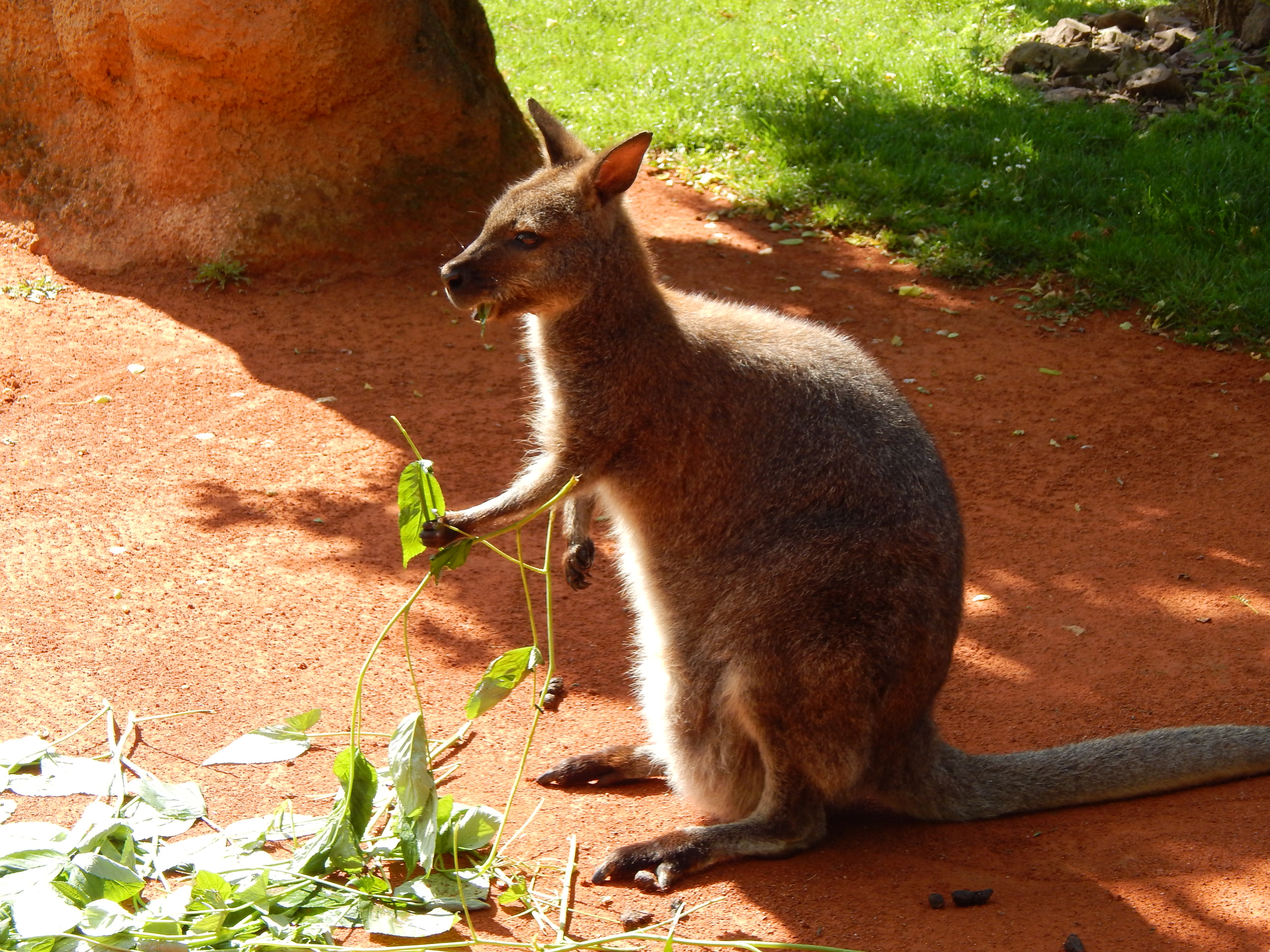 Kangaroo Marsupial Wallaby 4608x3456