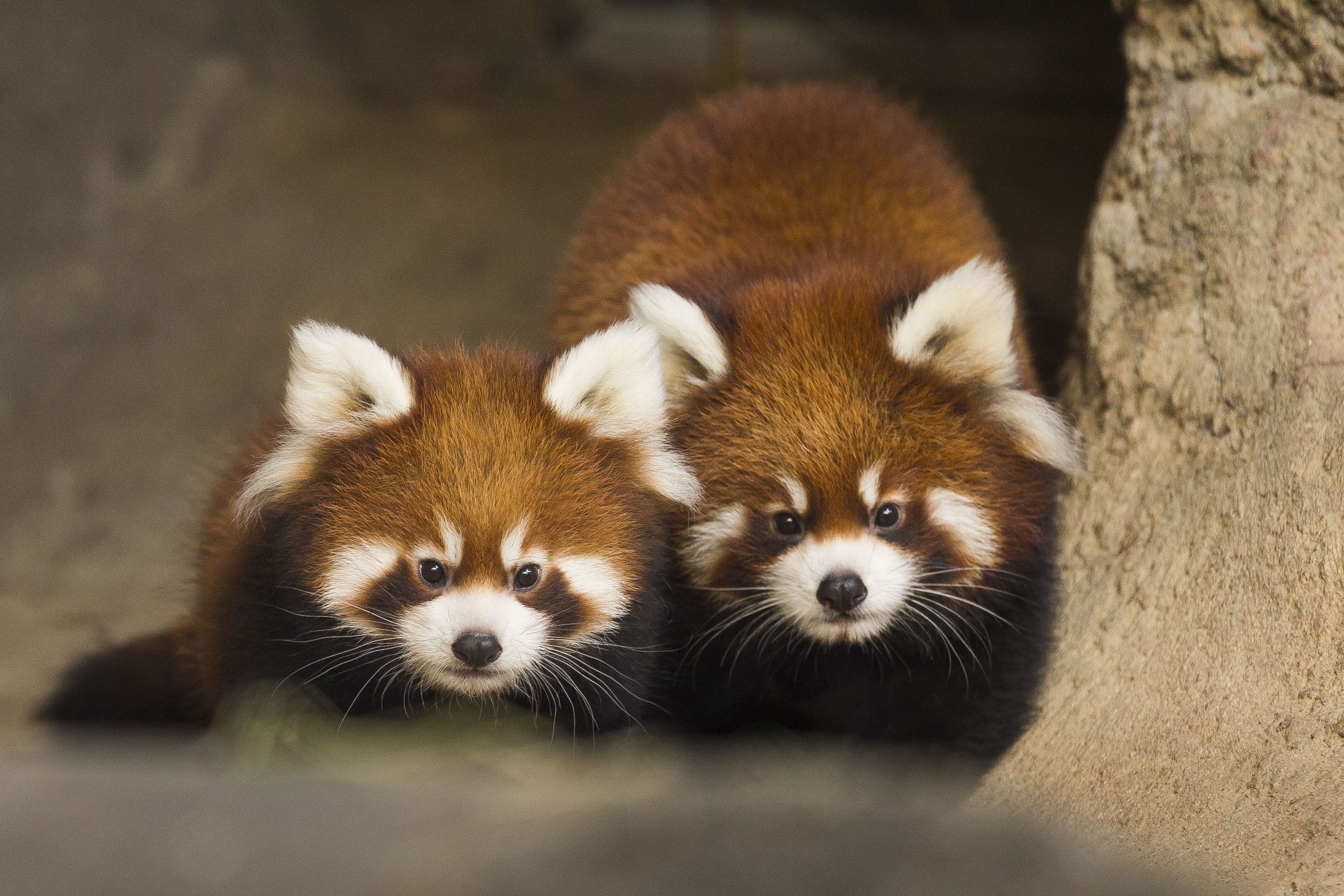 Red Panda Chicago Zoo 2764x1843