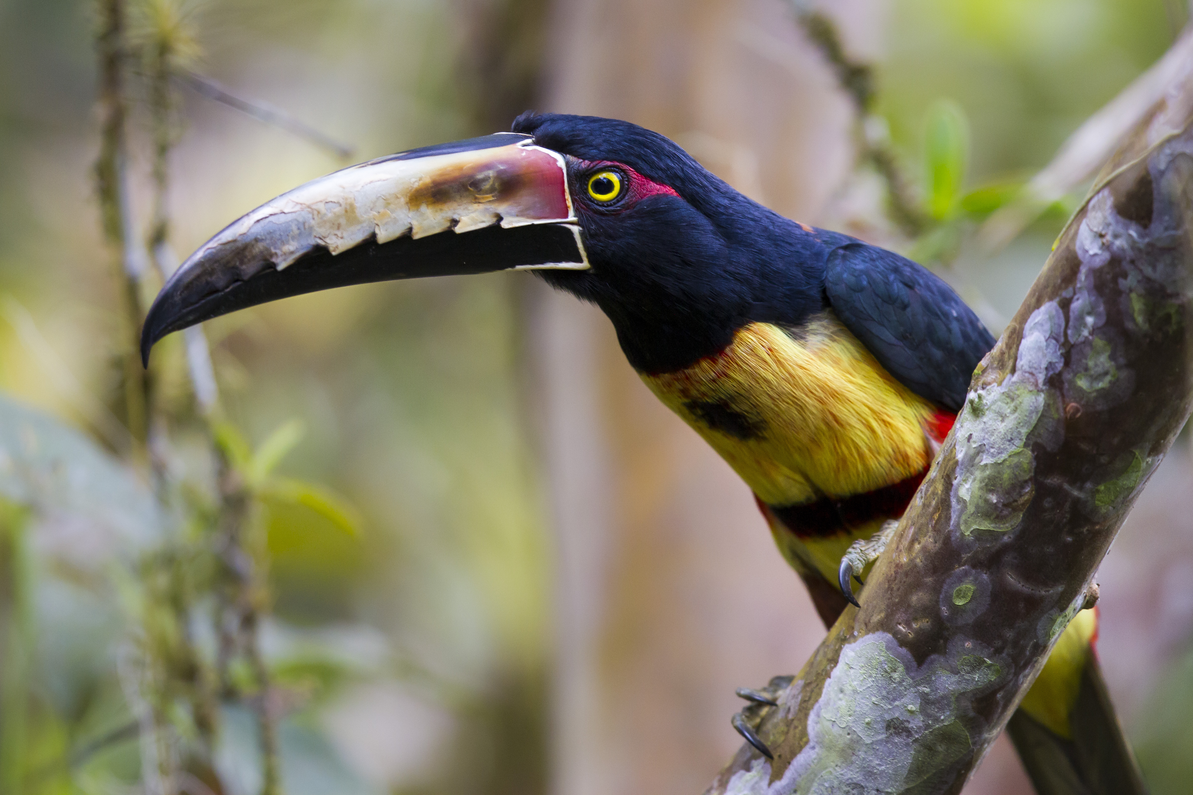 Aracari Collared Aracari Wildlife Costa Rica Toucan Beak Bokeh 4796x3197