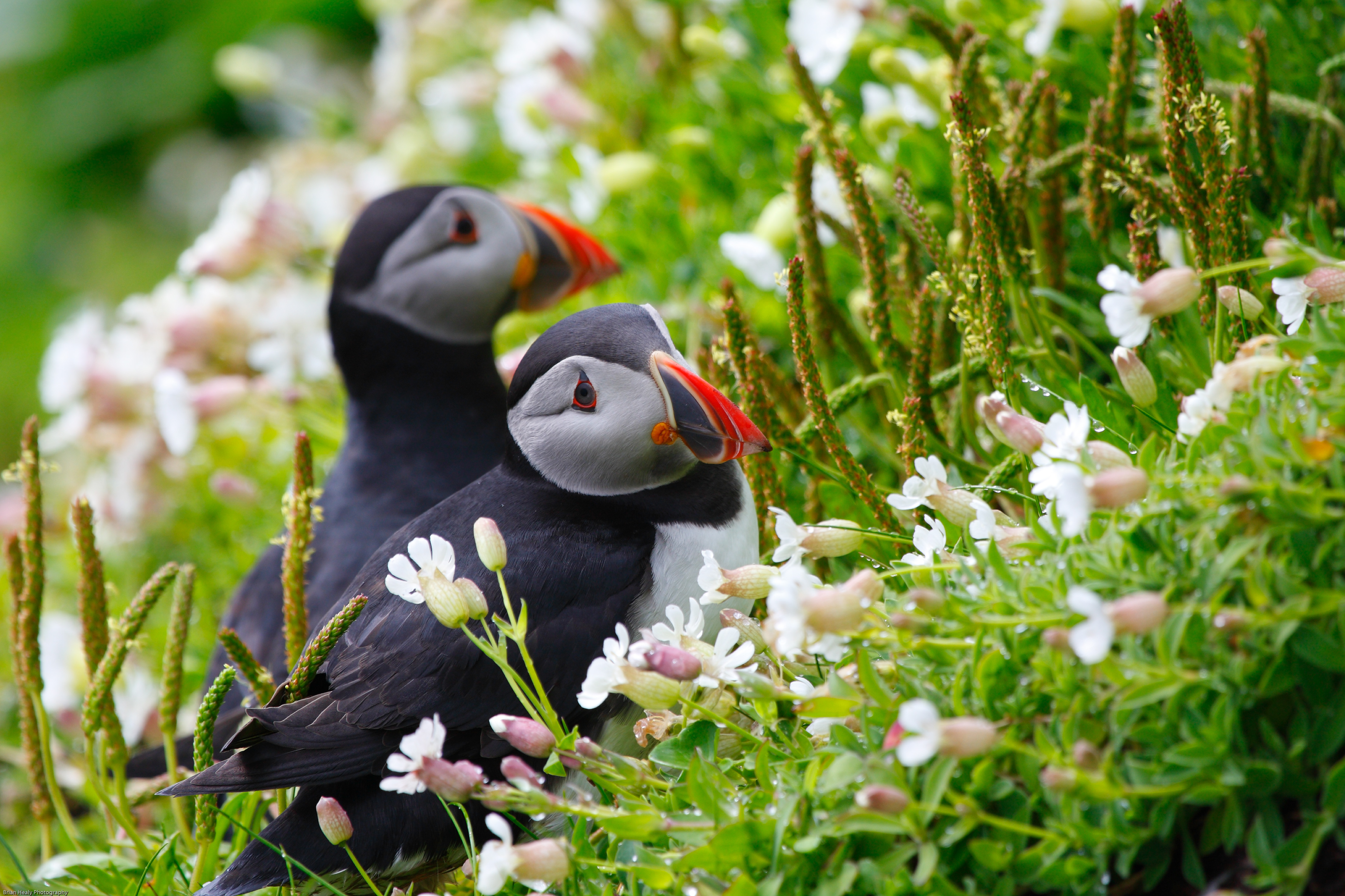 Puffins Ireland Flowers Animals Nature 4443x2962