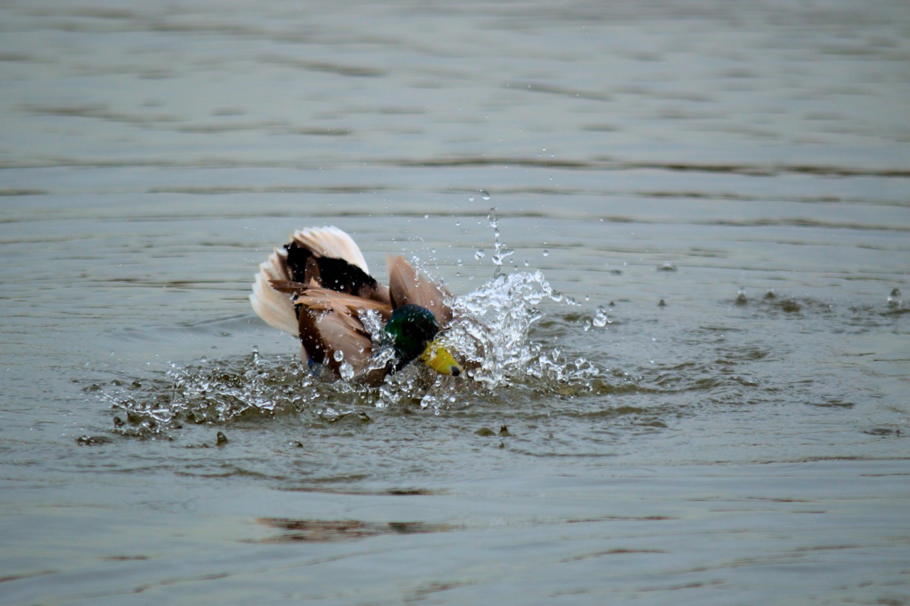 Duck Water Leeds 1280x852