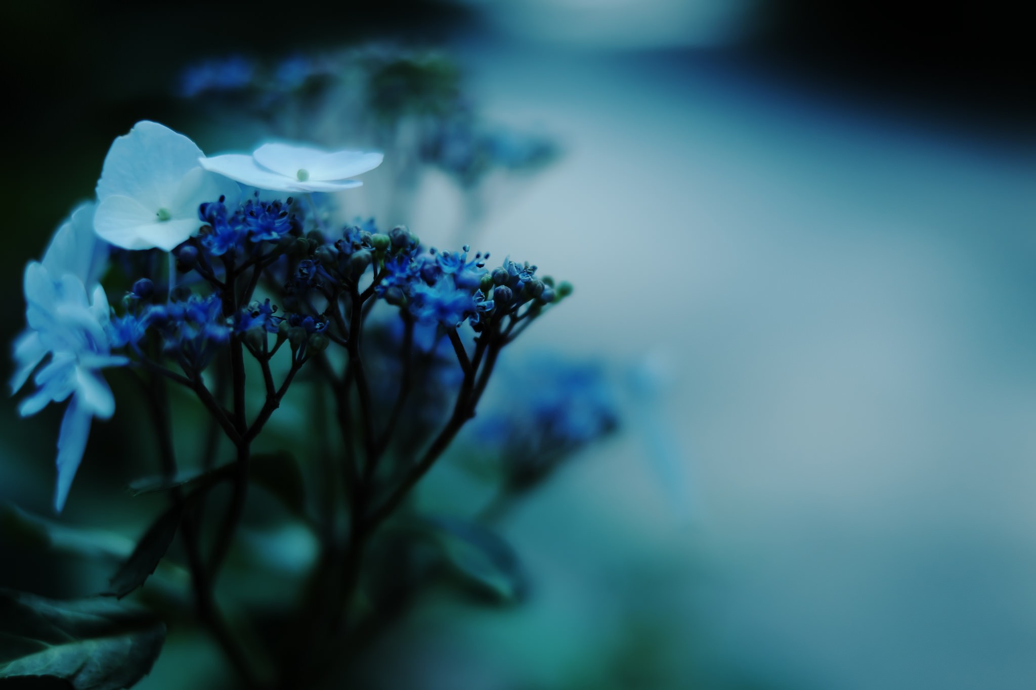 Photography Macro White Flowers Leaves Road Blue Flowers Plants Fujifilm 2048x1365