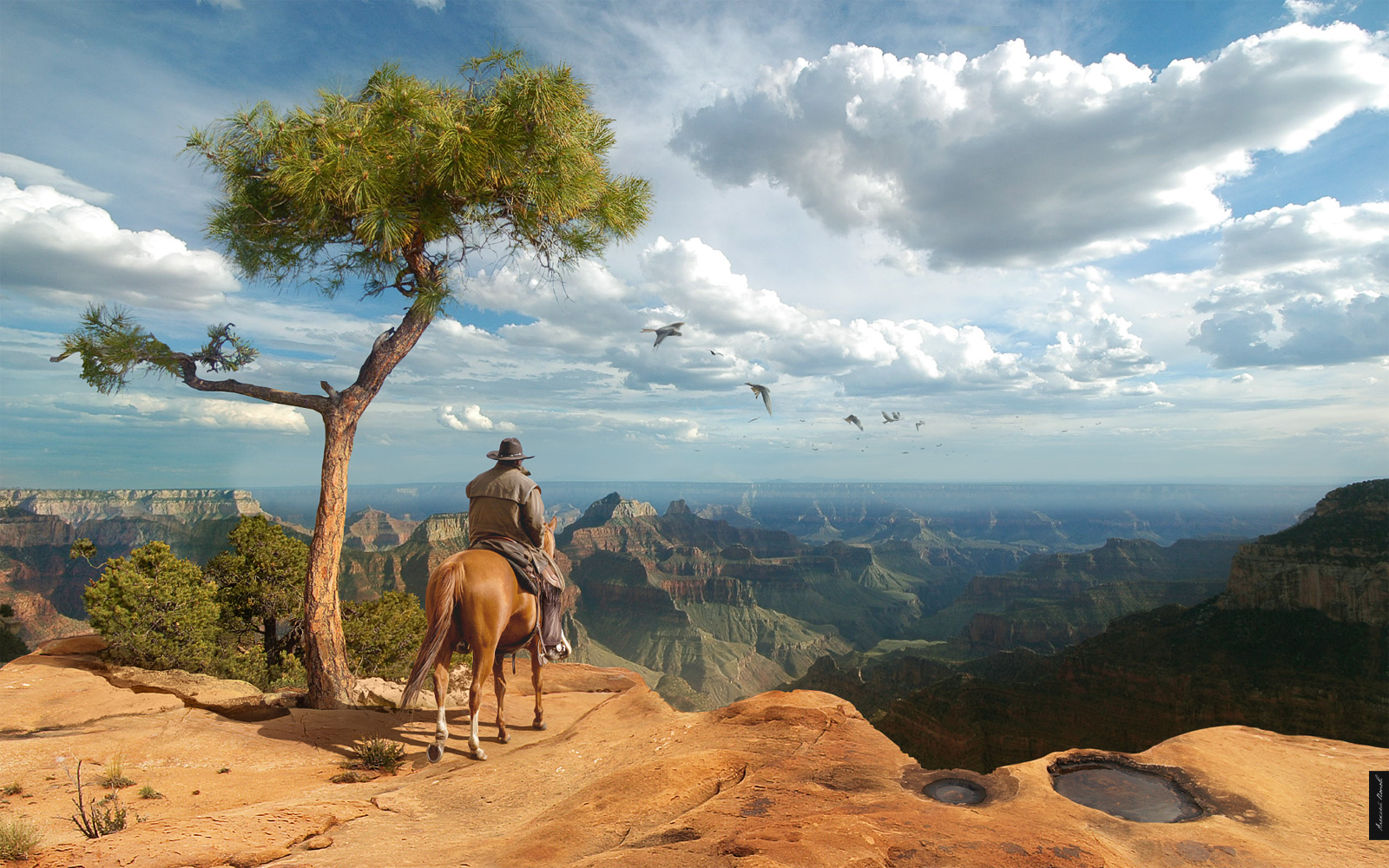 Grand Canyon Horse Cowboy Landscape Canyon 1600x1000