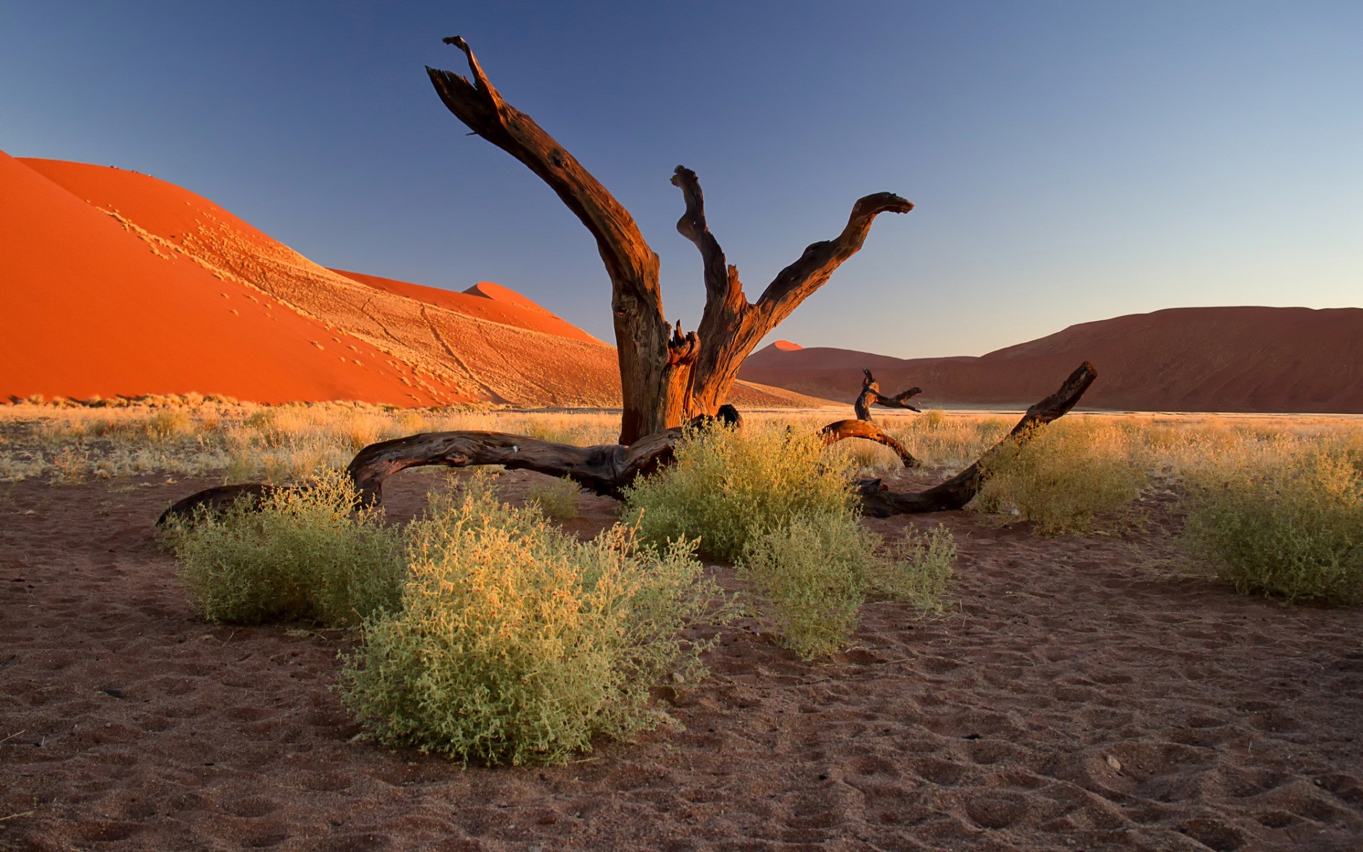 Nature Landscape Trees Dead Trees Plants Namibia Africa Desert Sand Hills Clear Sky Footprints Dunes 1920x1200