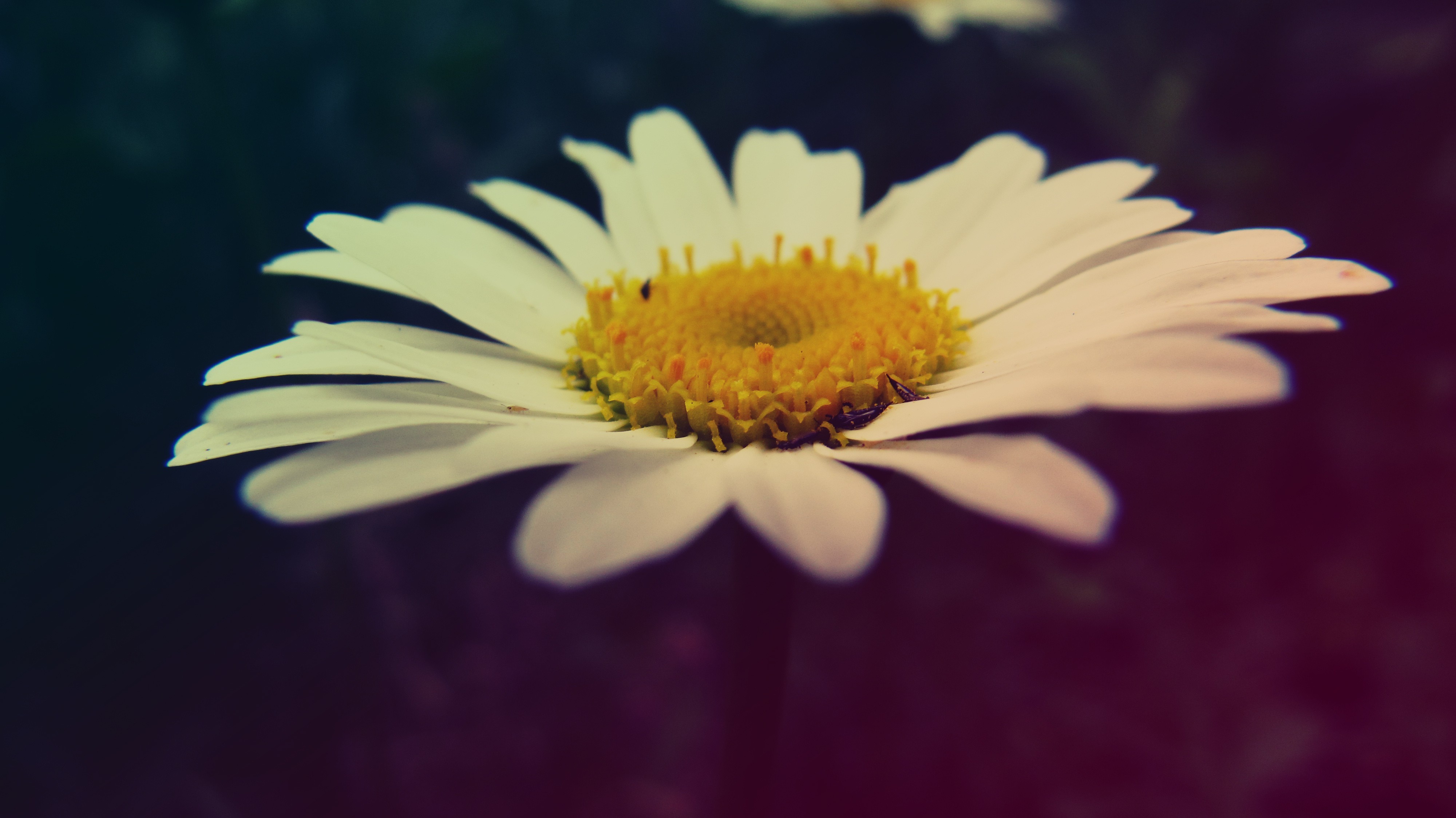 Macro Flowers Chamomile Matricaria 4000x2248