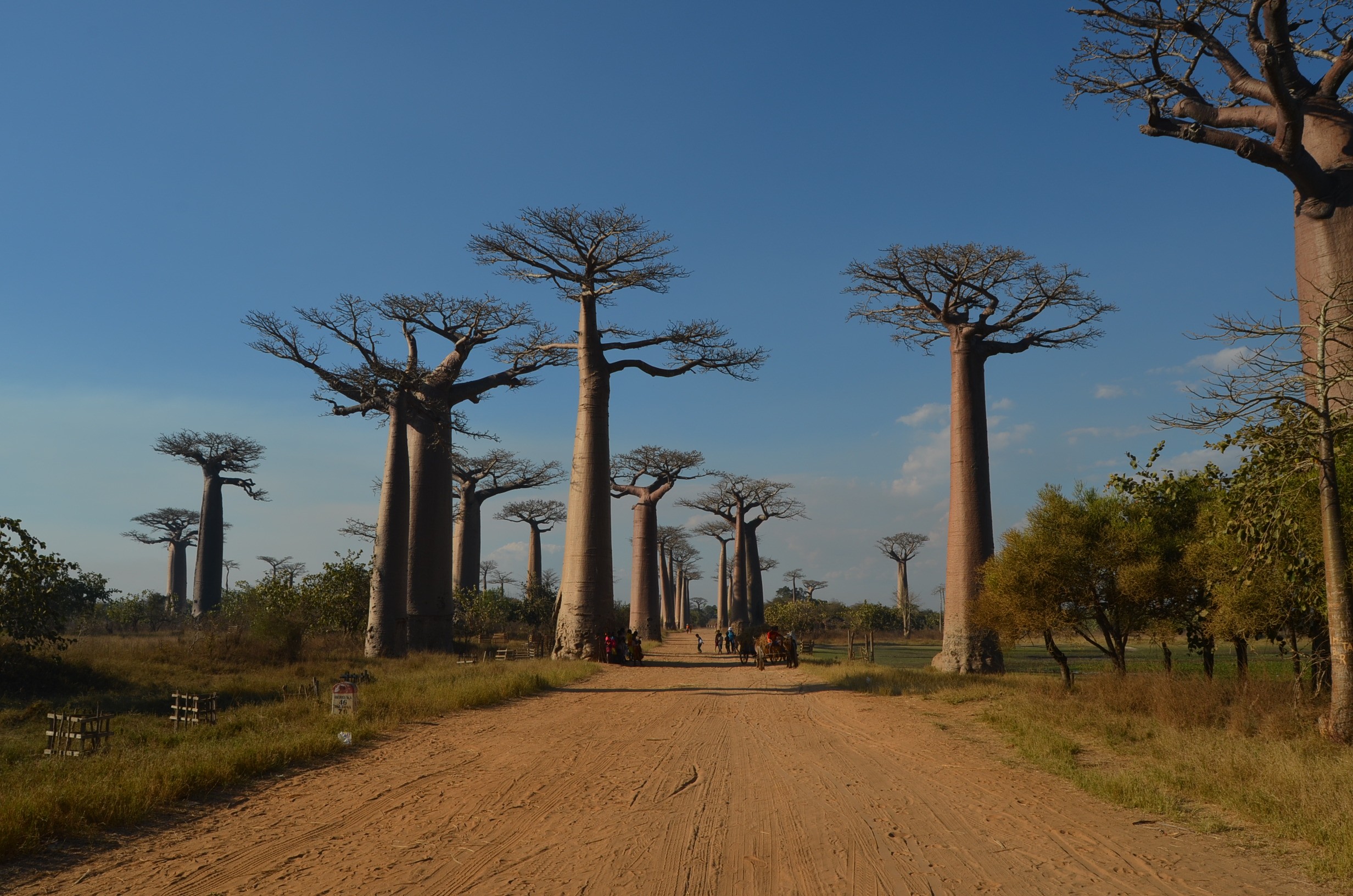 Nature Trees Madagascar Baobab Trees 2464x1632