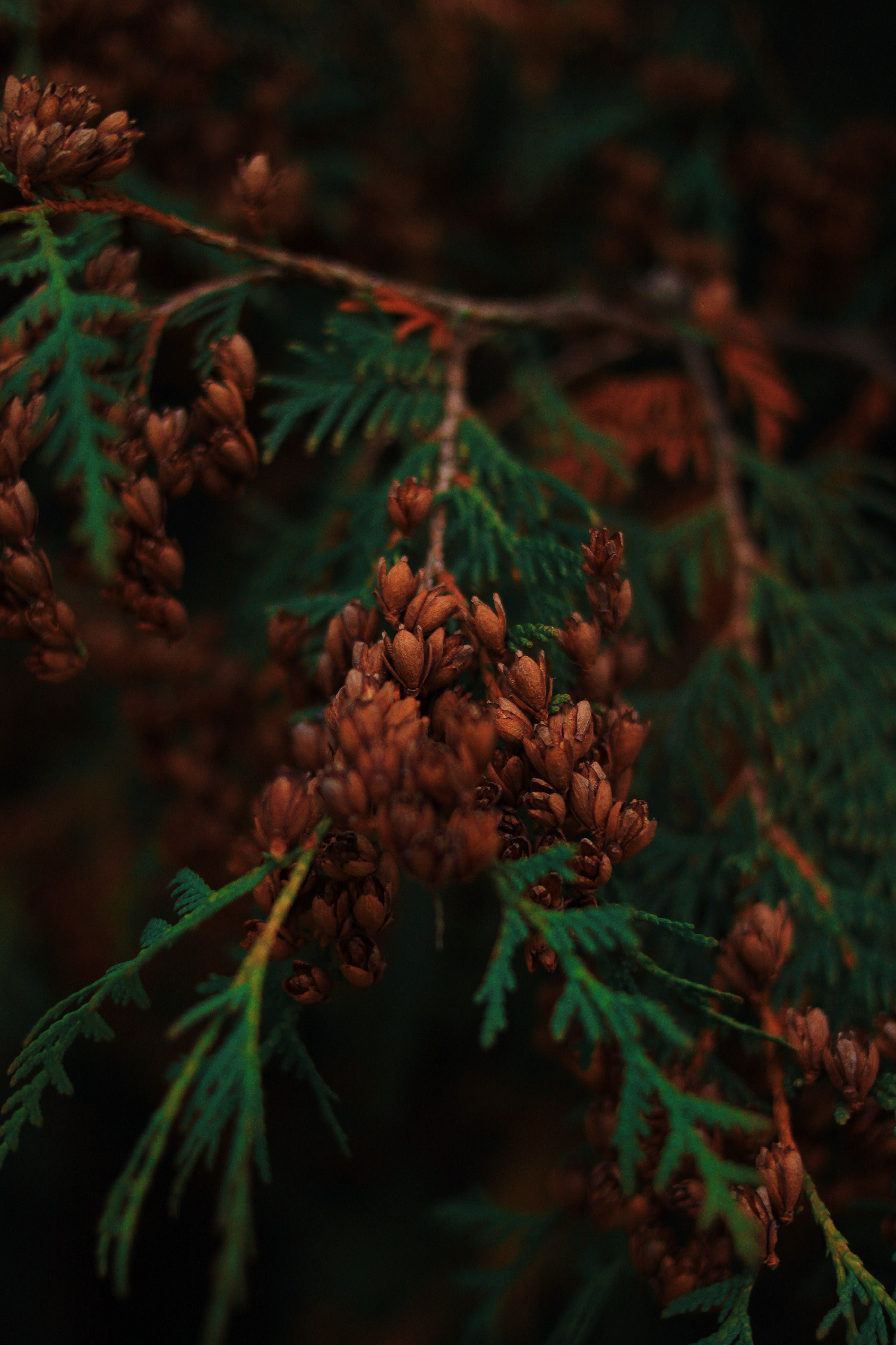 Forest Leaves Conifer 3168x4752