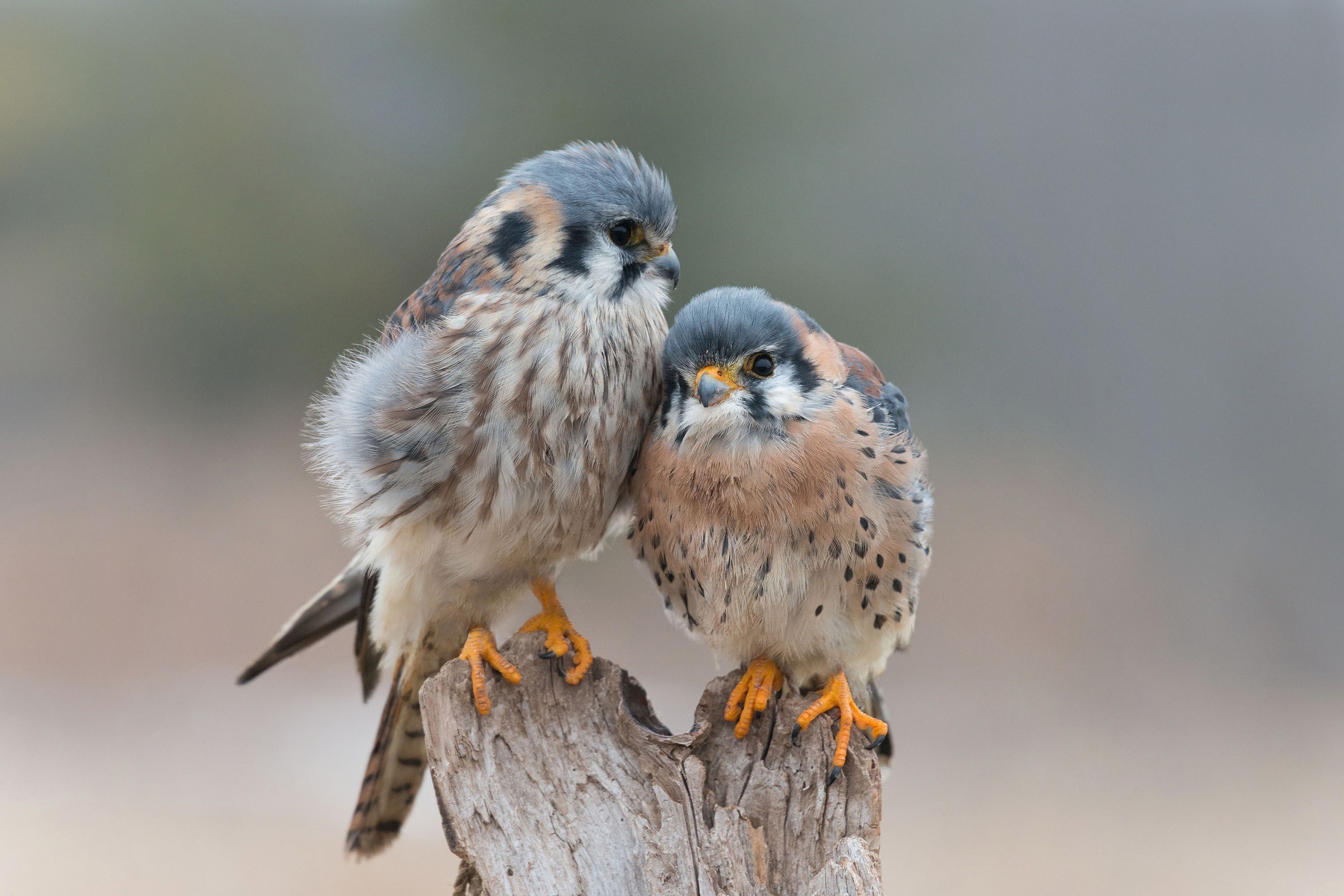 Birds Animals Kestrel 2500x1667