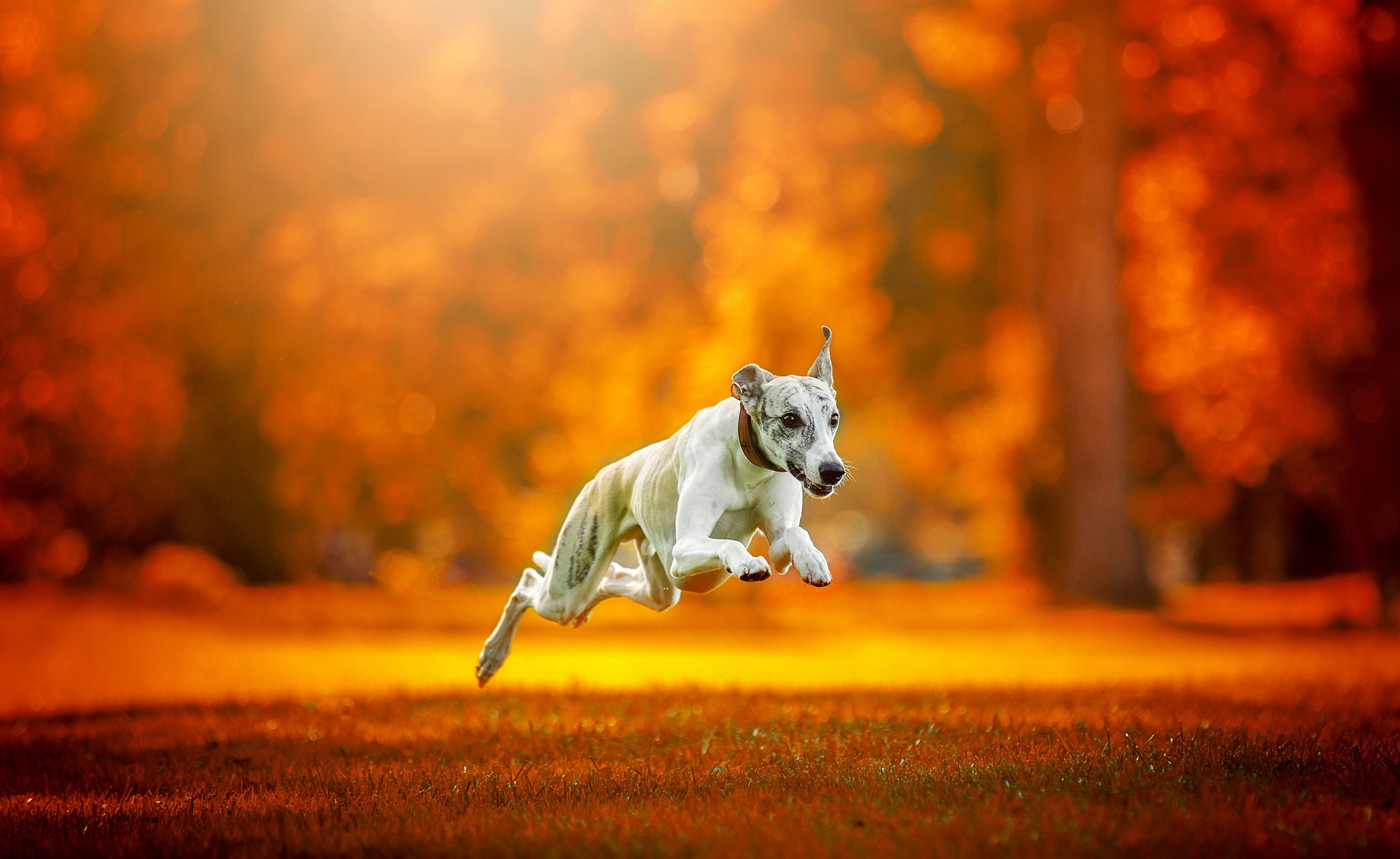 Greyhound Dog Depth Of Field Orange Color 2047x1256