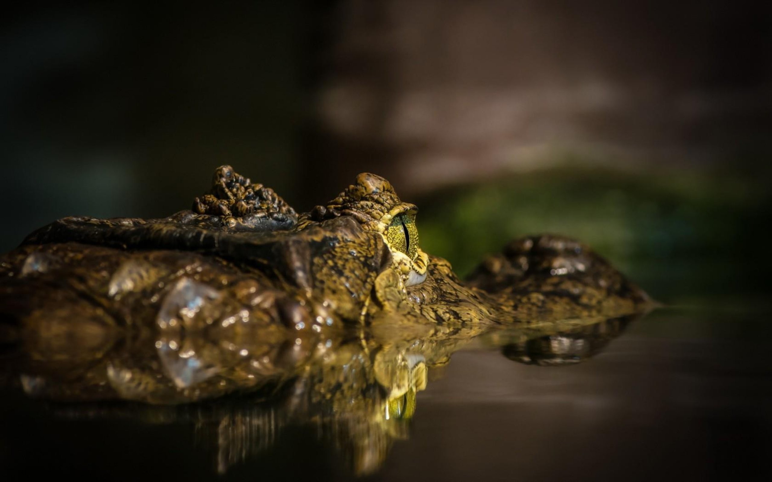 Alligators Eyes Macro Blurred Photography Reptiles Animals Crocodiles 2560x1600