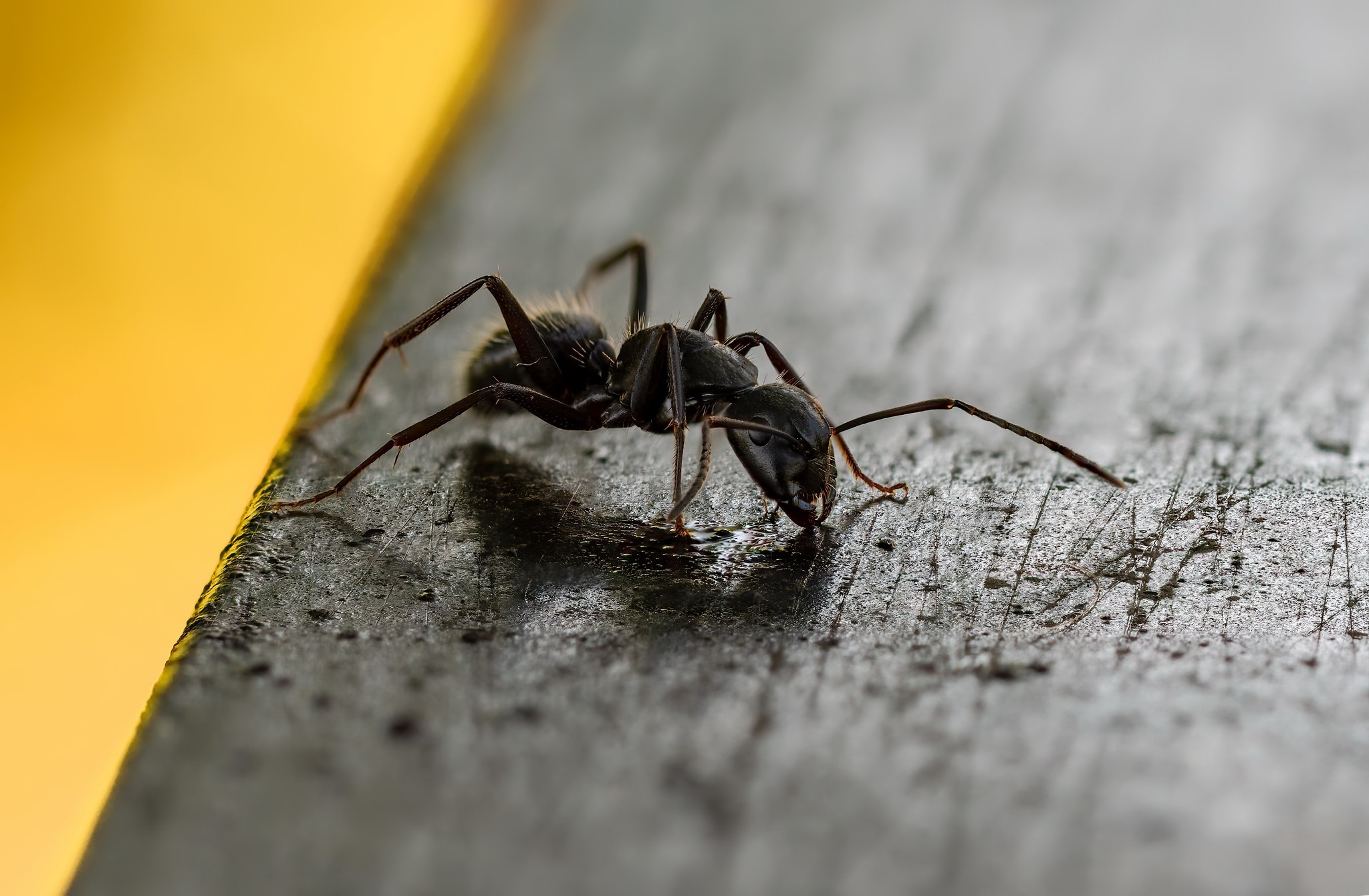 Macro Ants Insect Animals 2048x1341