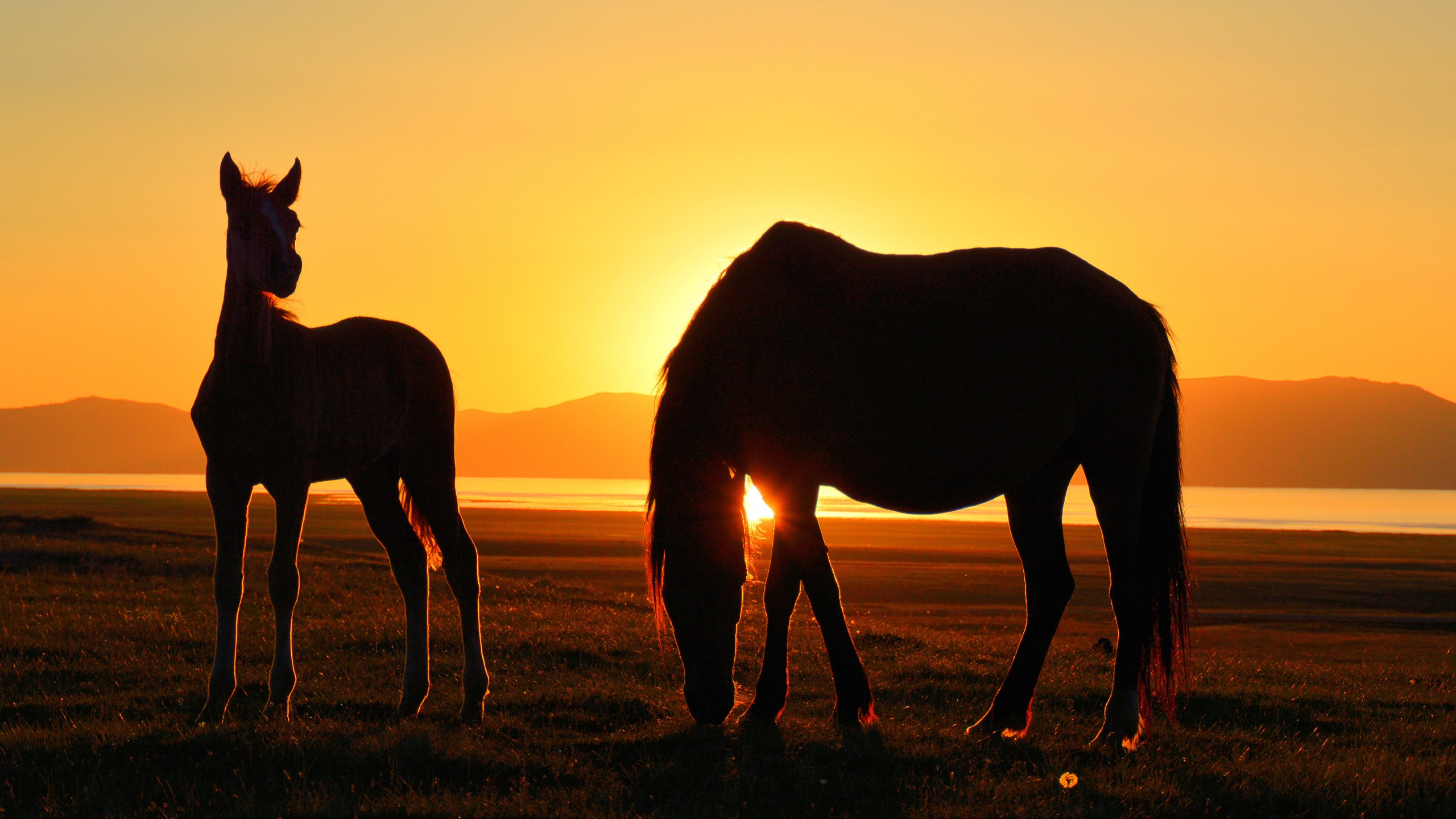 Horse Kyrgyzstan Song Kul Sunset Lake Silhouette 2560x1440