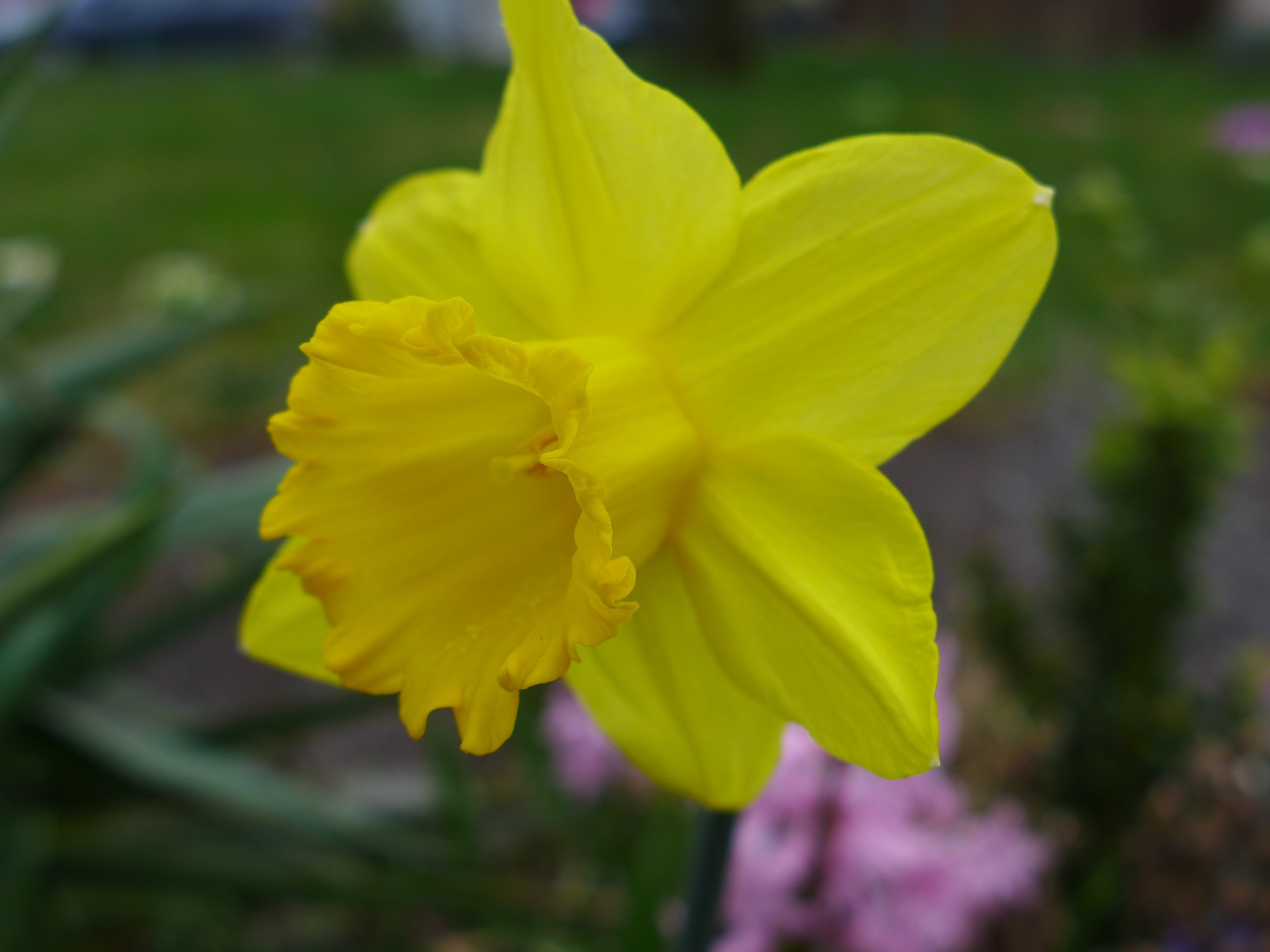 Daffodils Yellow Flowers Plants 3648x2736