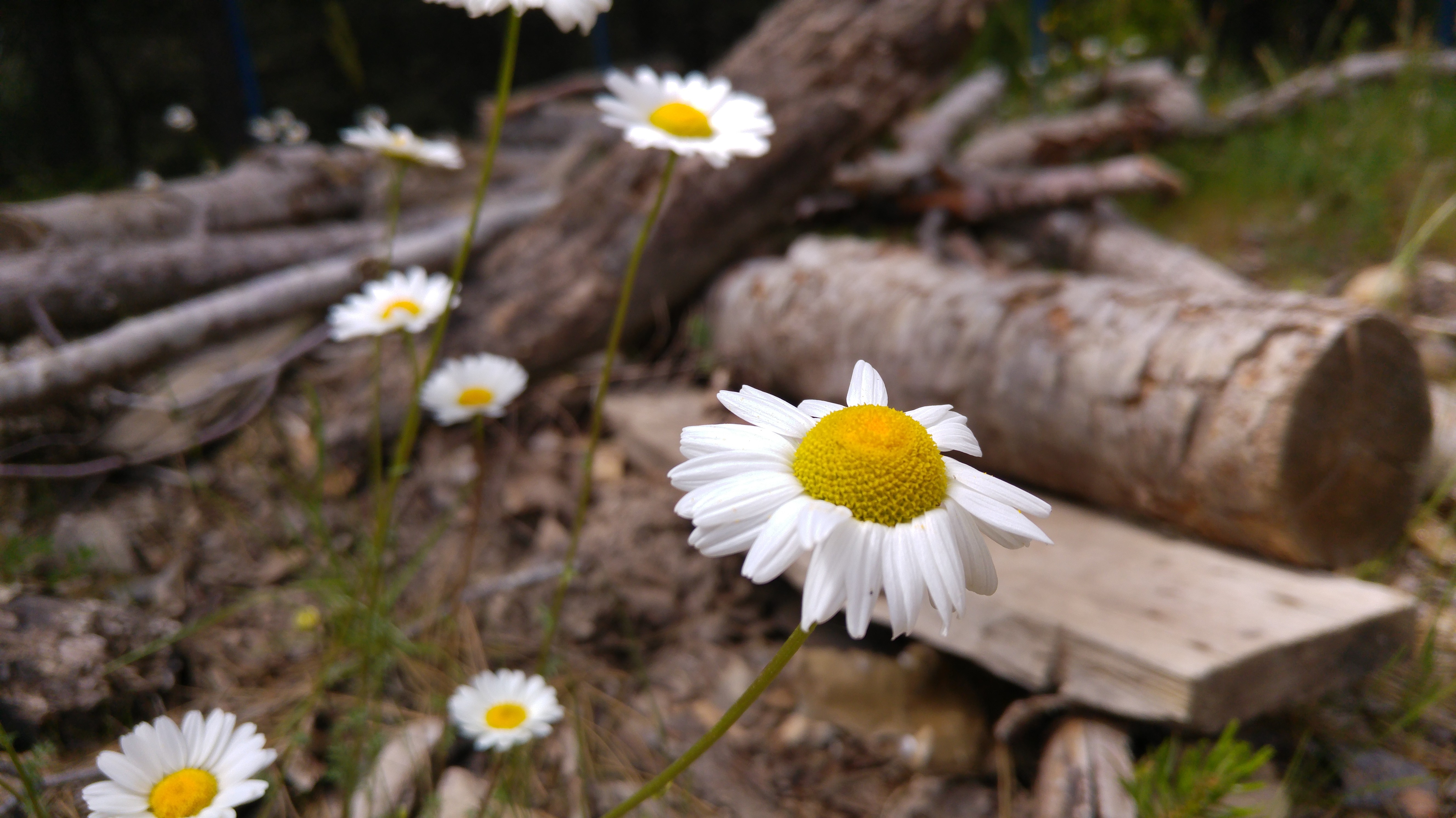 Daisies Landscape Nature Wood Matricaria 5312x2988