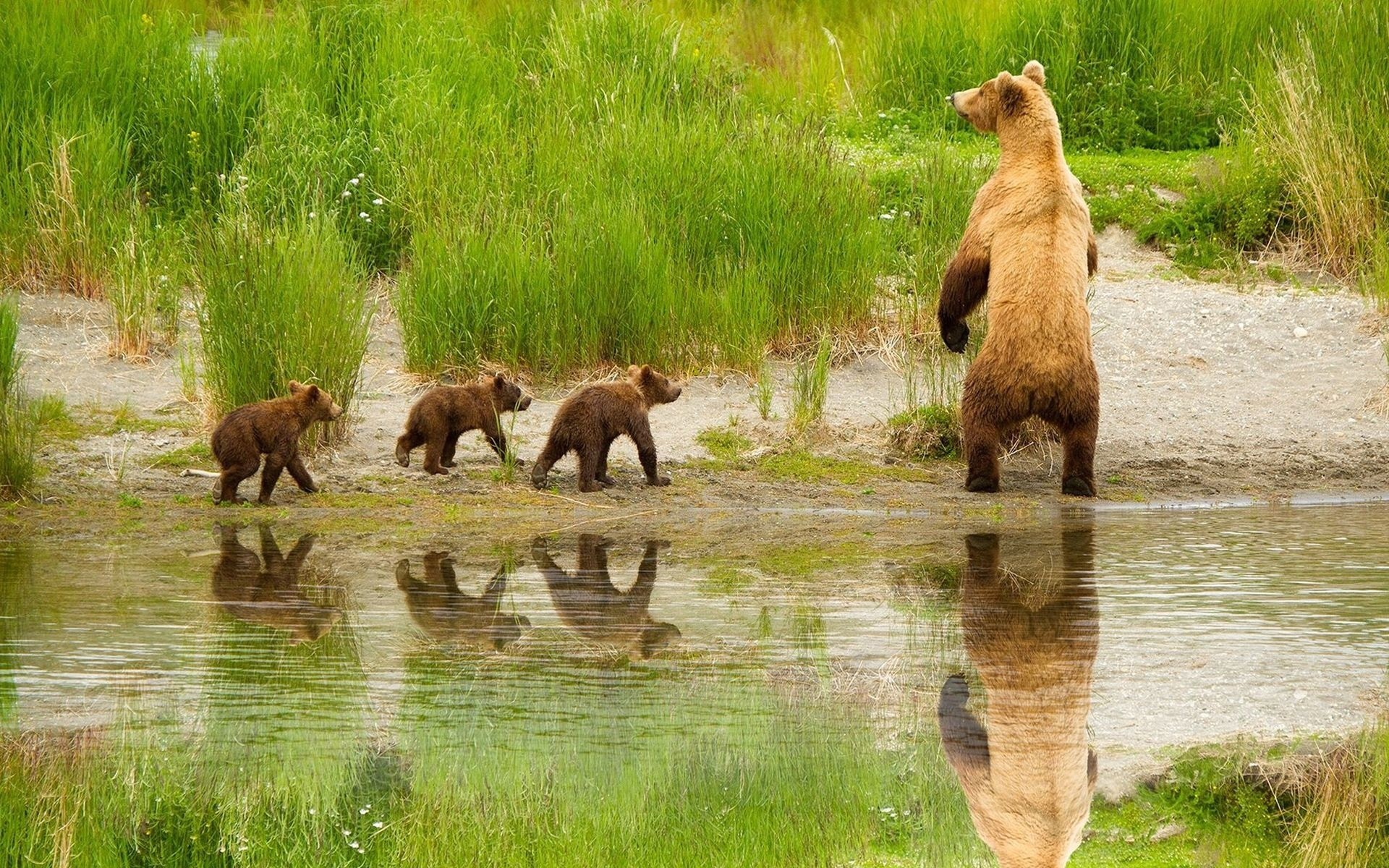 Grizzly Family In Spring Katmai National Park Alaska Grizzly Family Spring 1920x1200