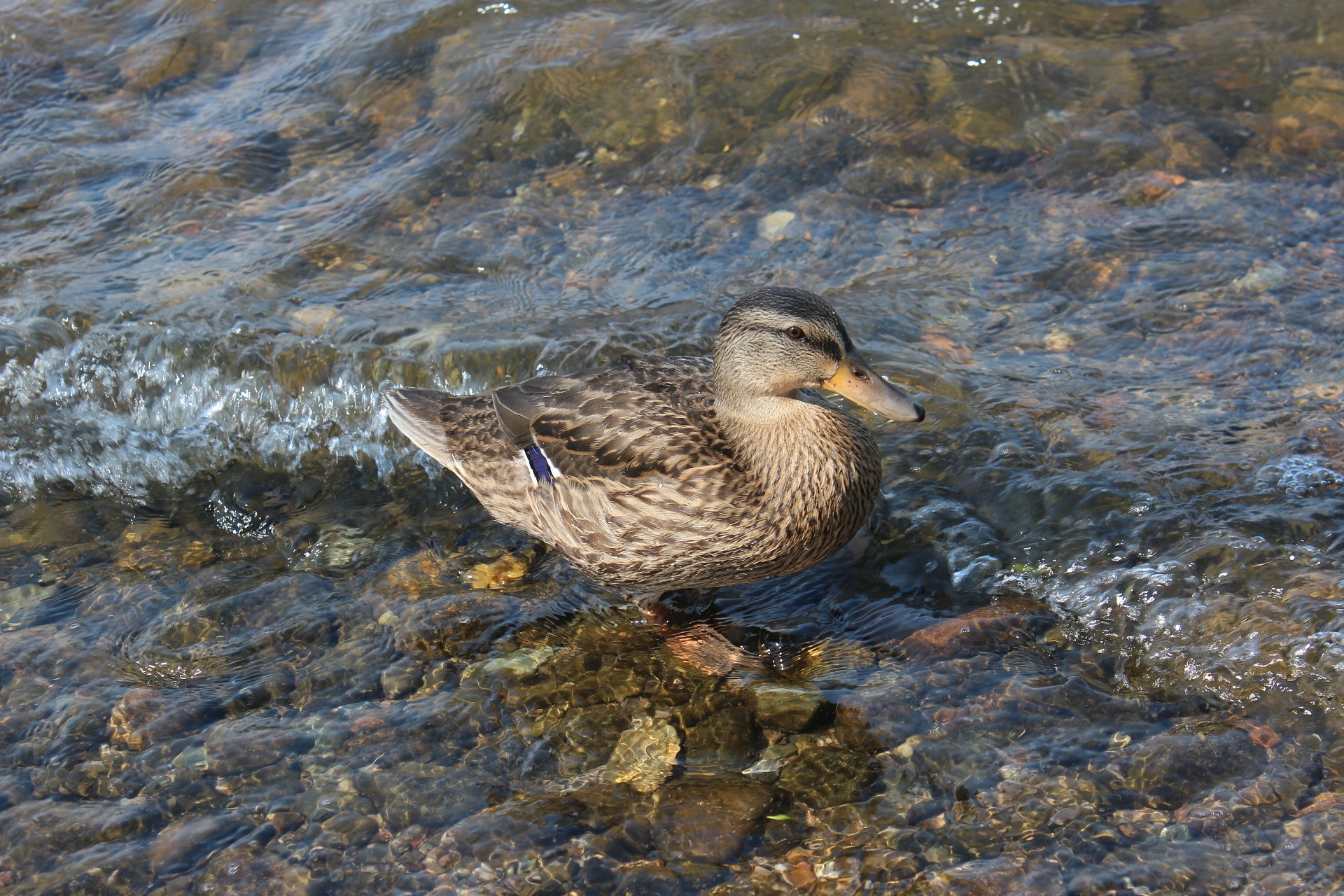 Mallard Duck Bird Water 1920x1280