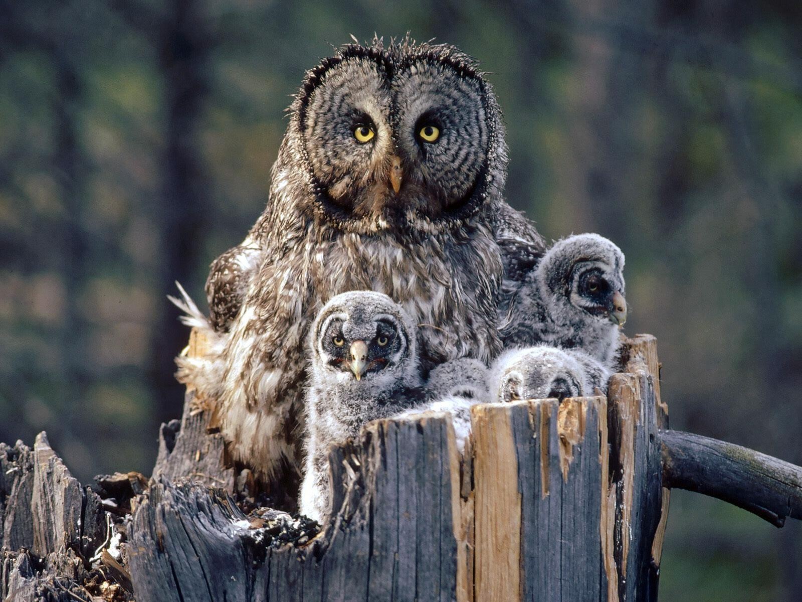Bird Baby Animal Owl Nest 1600x1200