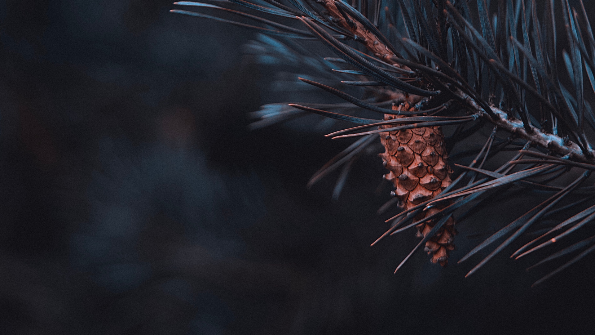 Nature Branch Pine Cones 1920x1080