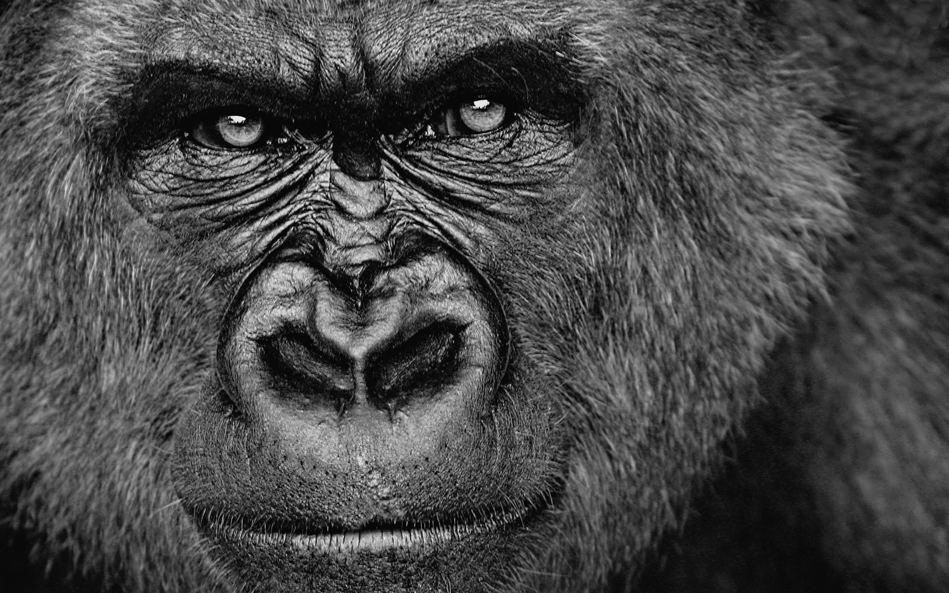 Gorillas Animals Monochrome Face 1920x1200