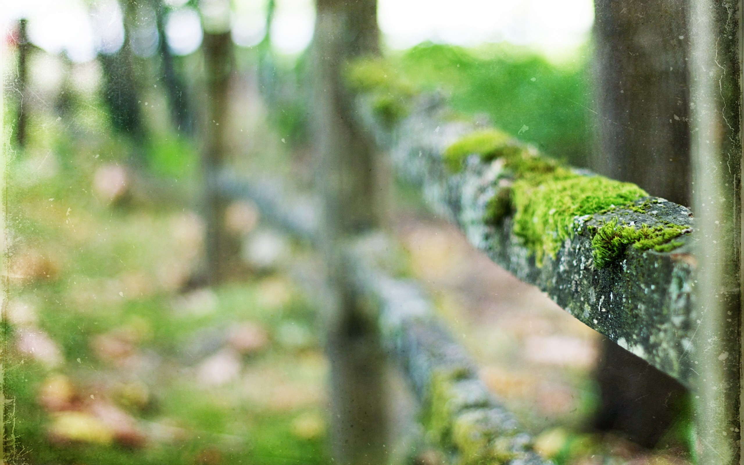 Nature Fence Moss 2560x1600