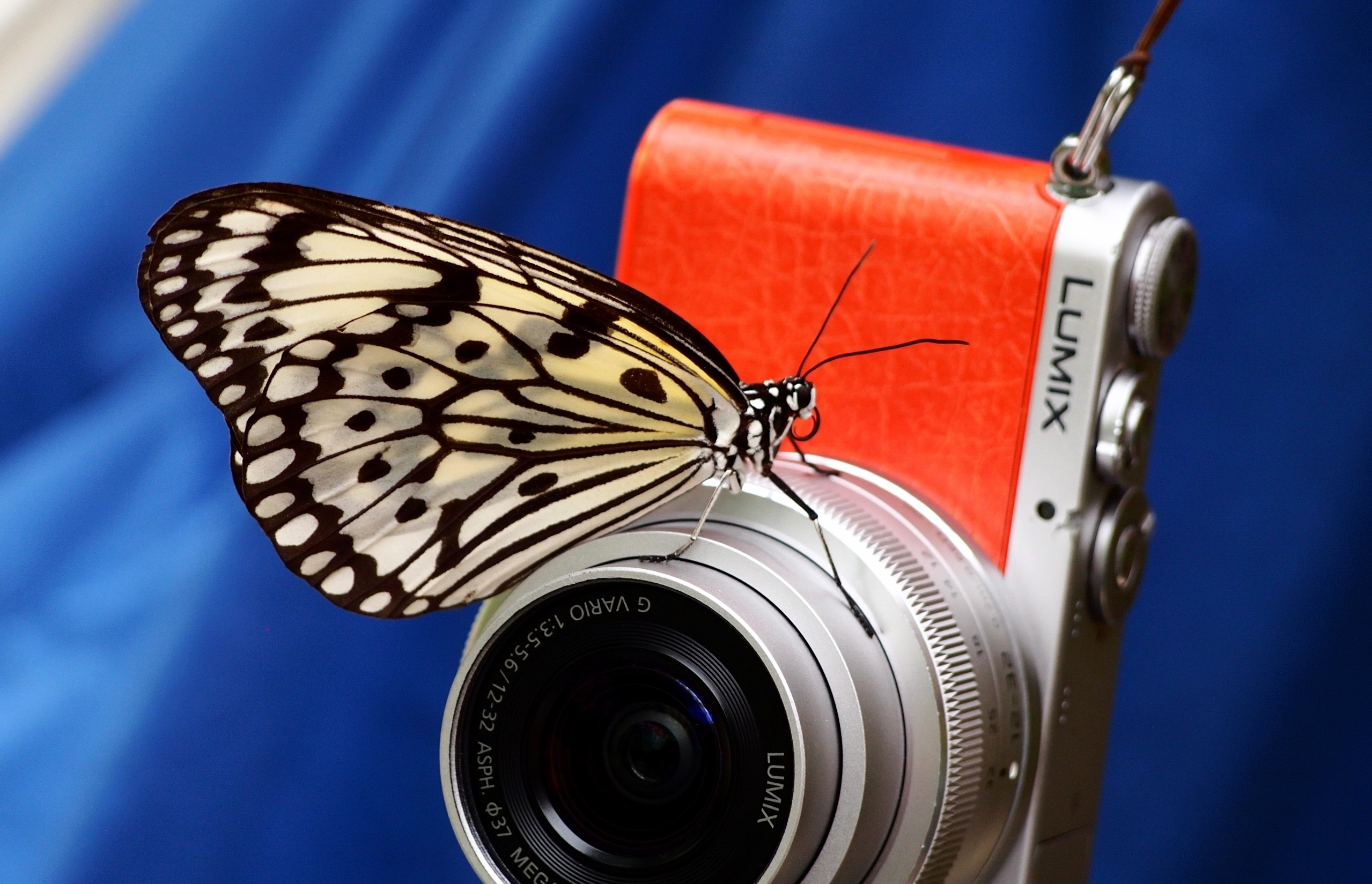 Camera Lumix Butterfly 2558x1649