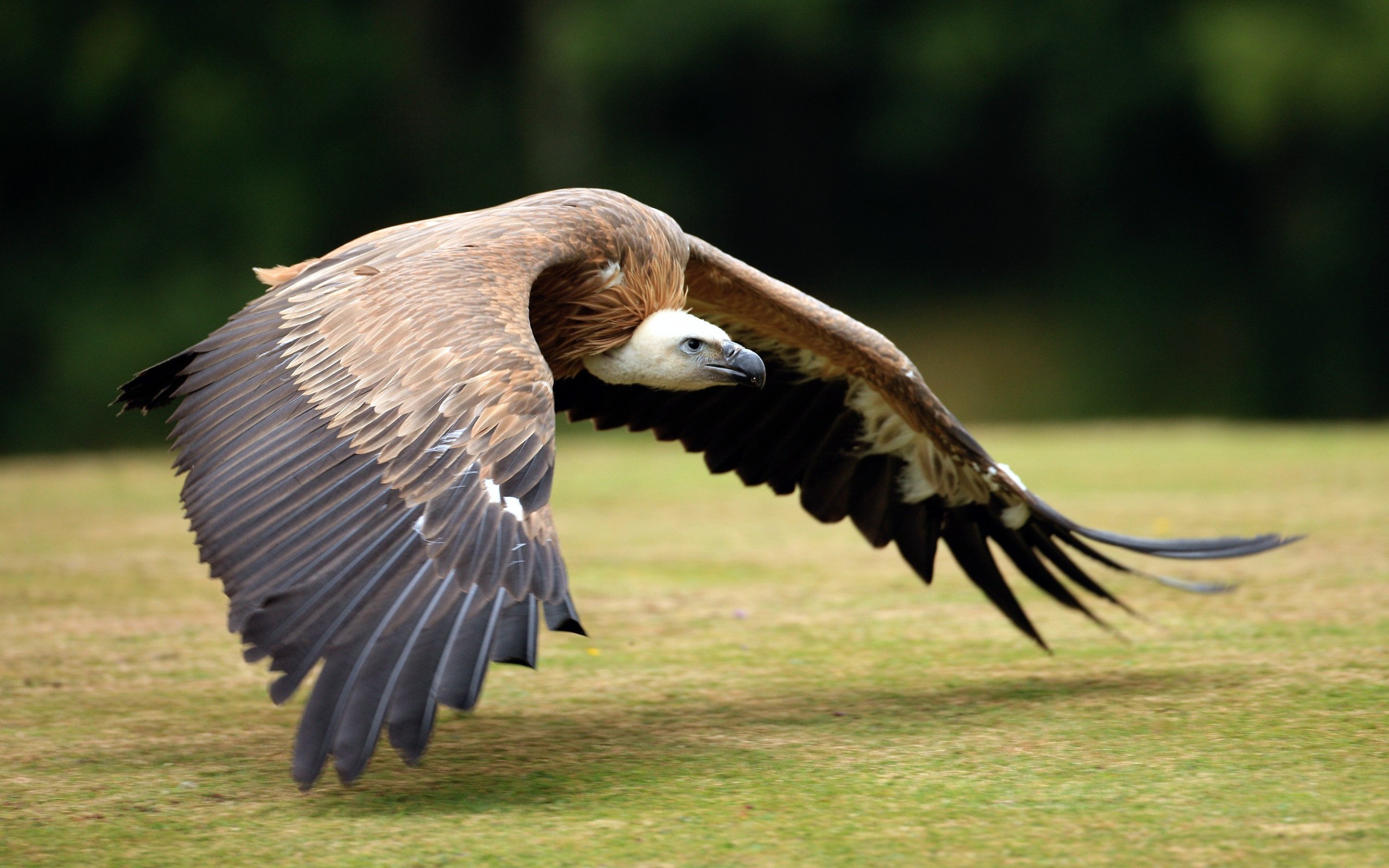 Vultures Animals Birds 2560x1600