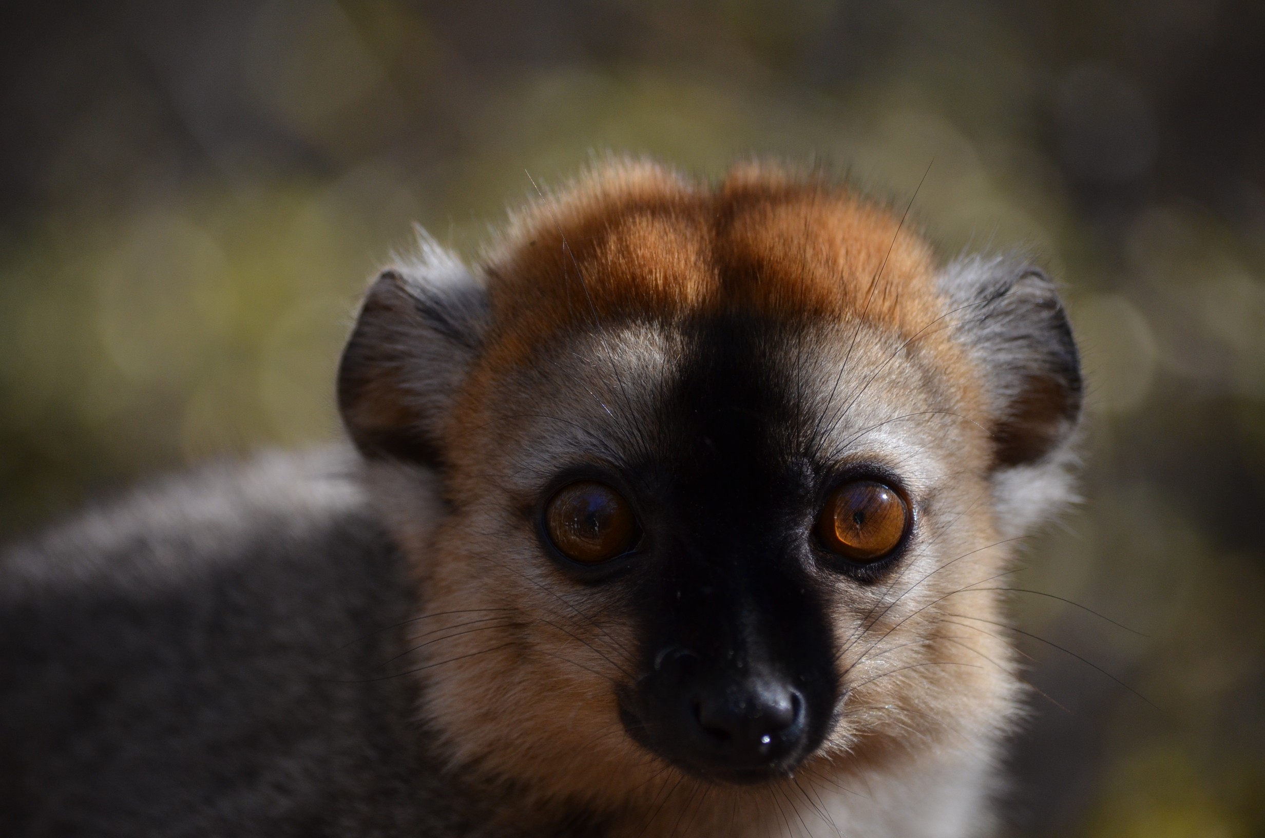 Nature Apes Lemurs Madagascar 2464x1632